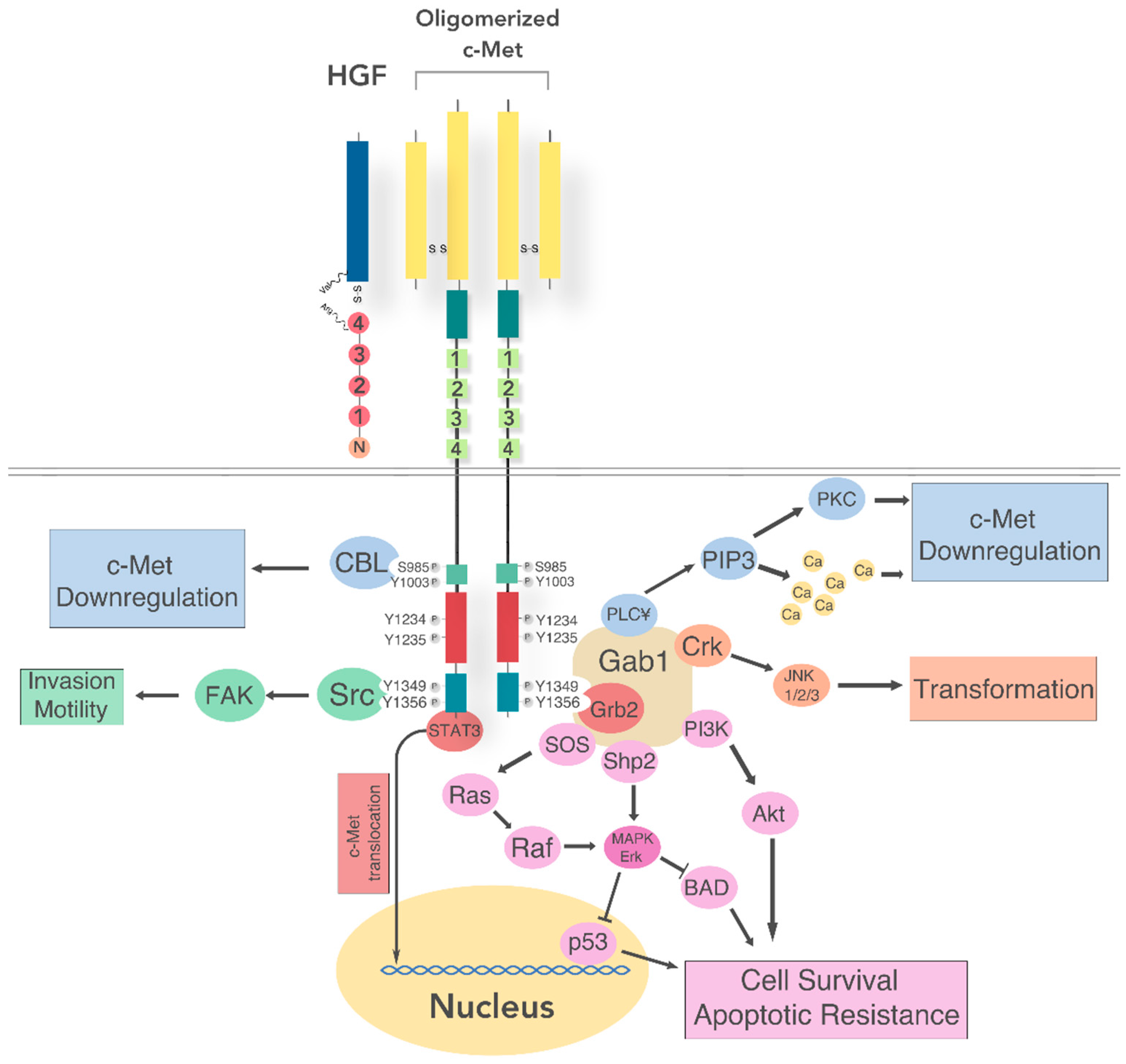 Cancers 09 00169 g002