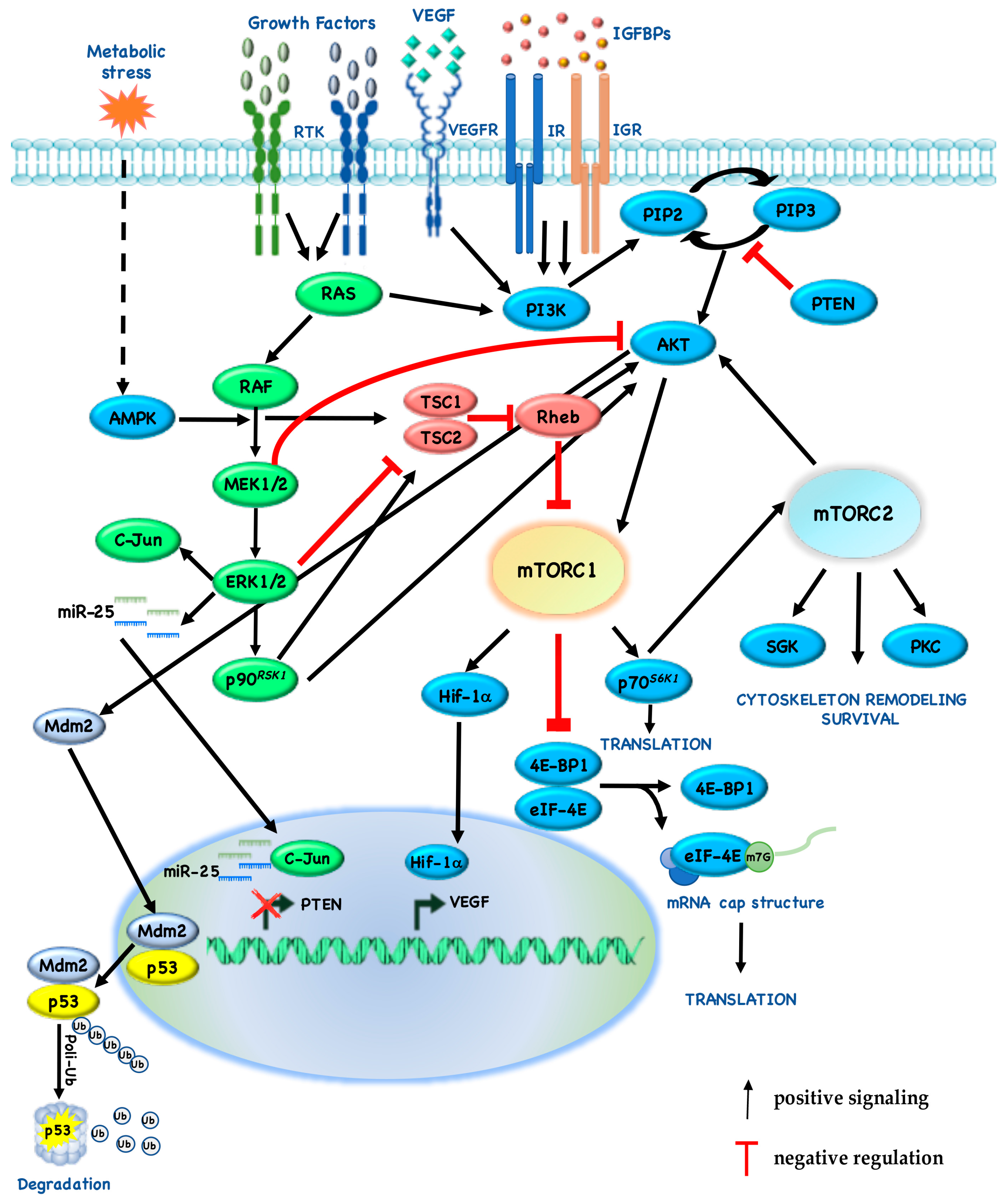 Cancers 10 00023 g002