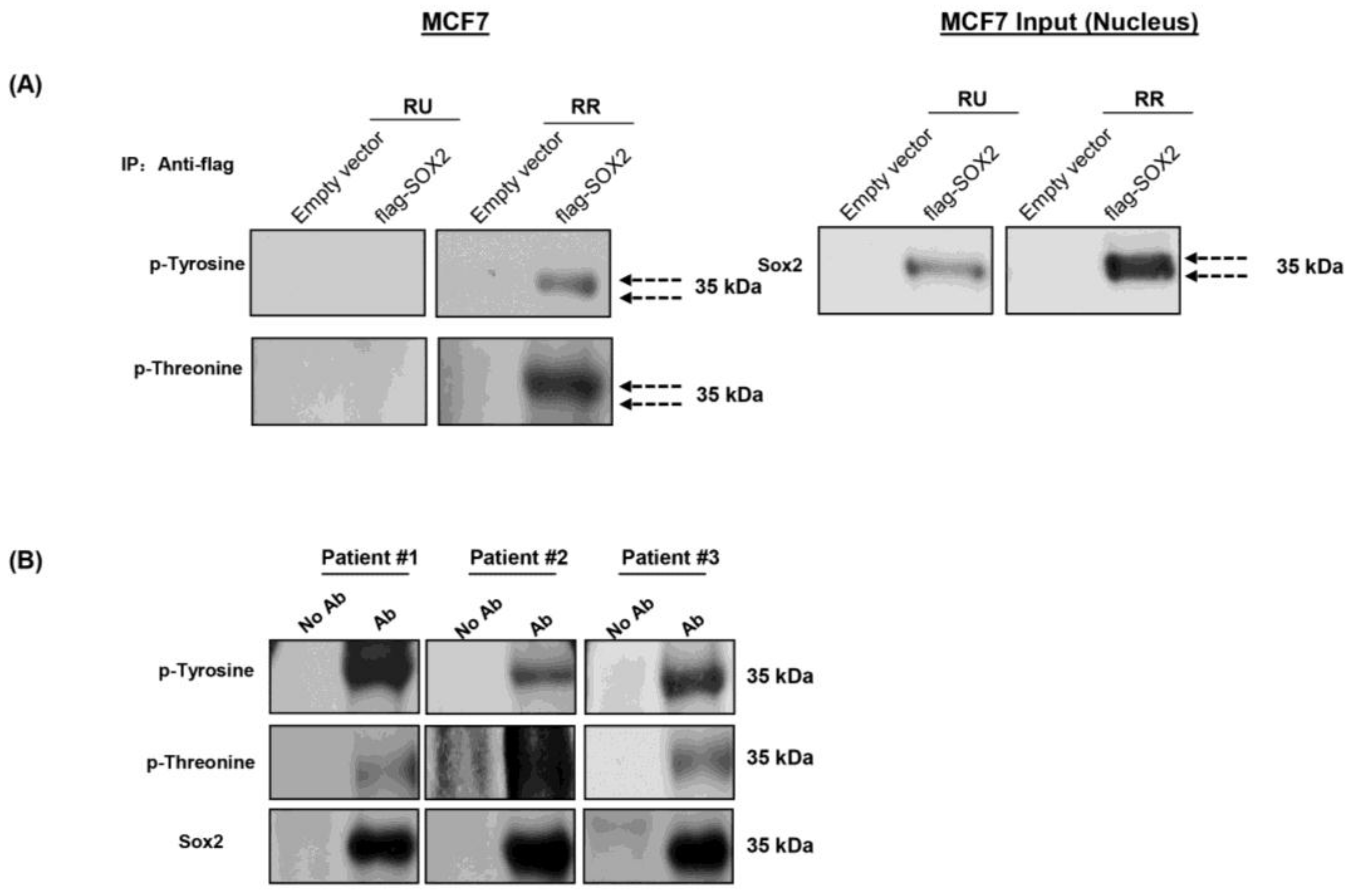 Cancers 10 00041 g002