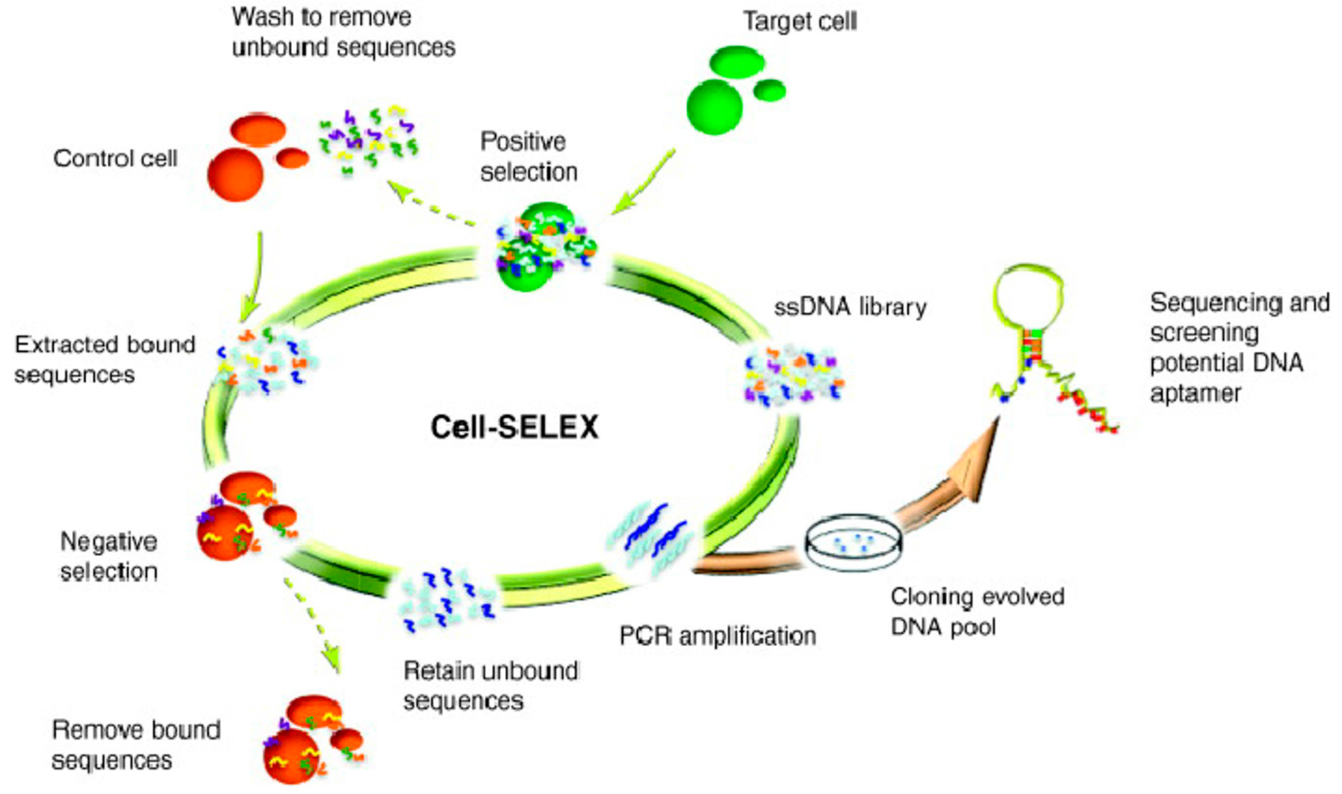 Cancers 10 00047 g001