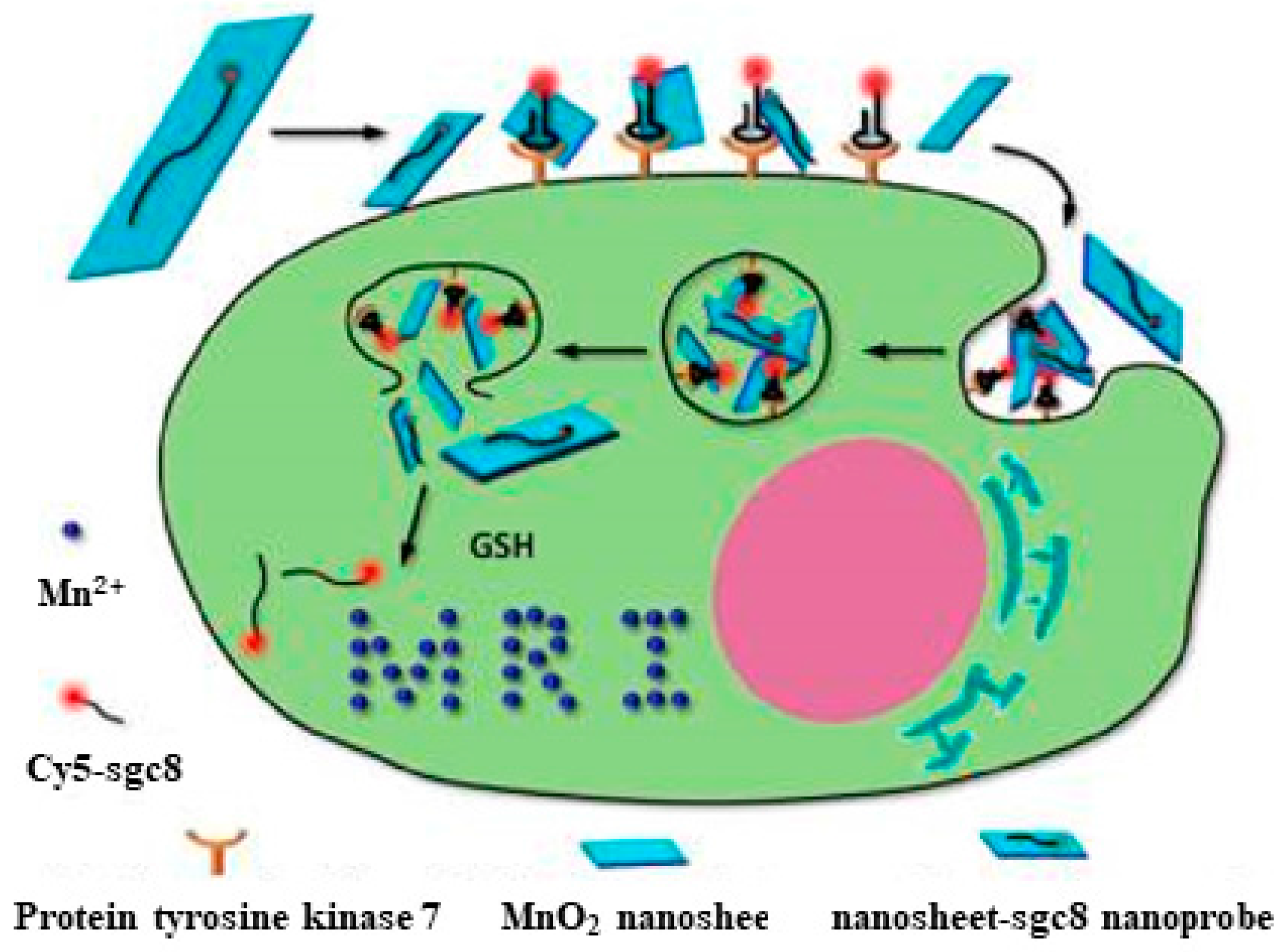 Cancers 10 00047 g004