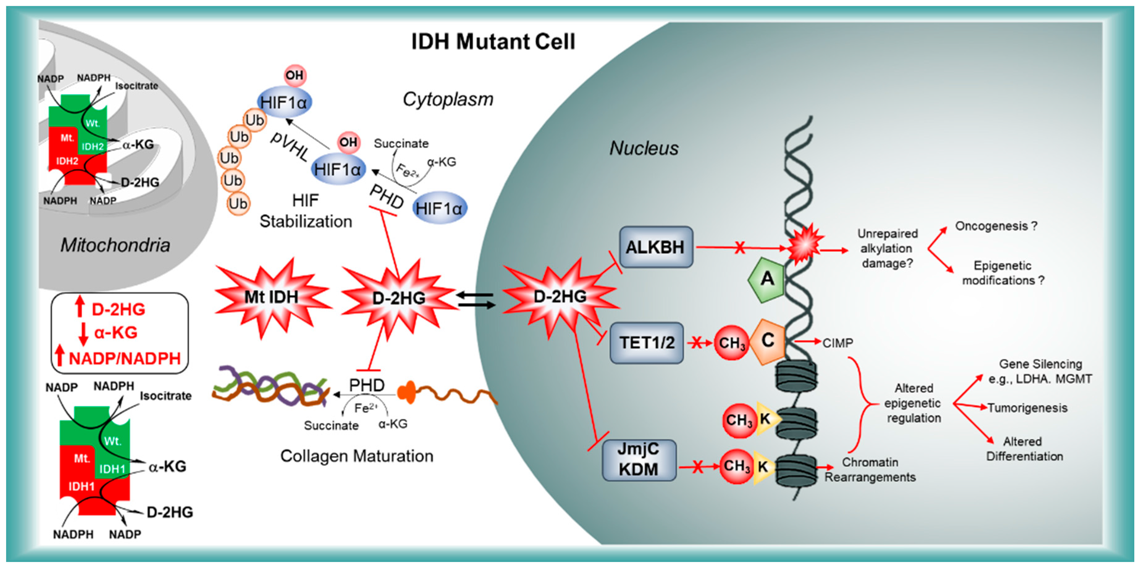 Cancers 10 00049 g003