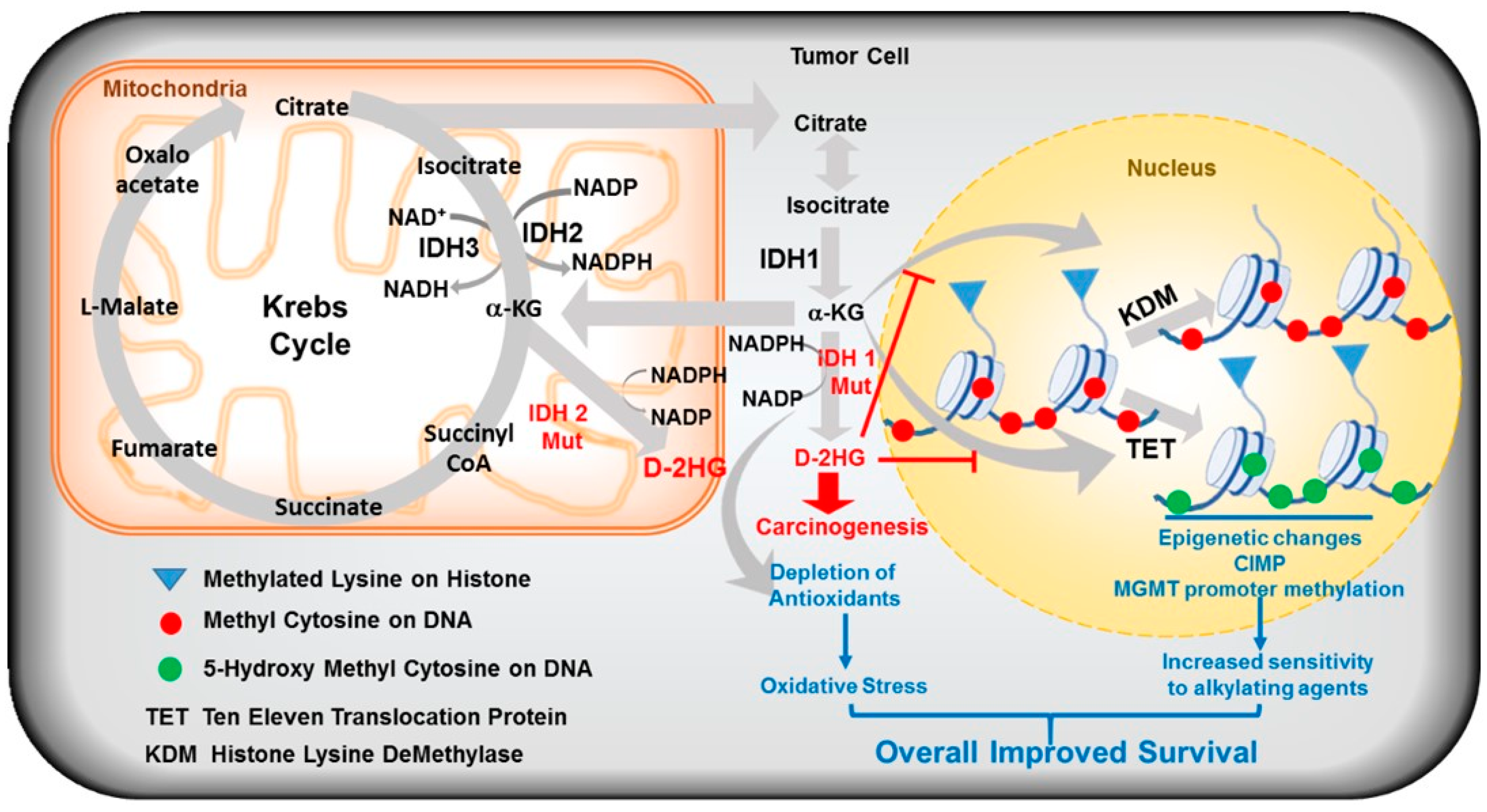 Cancers 10 00049 g004