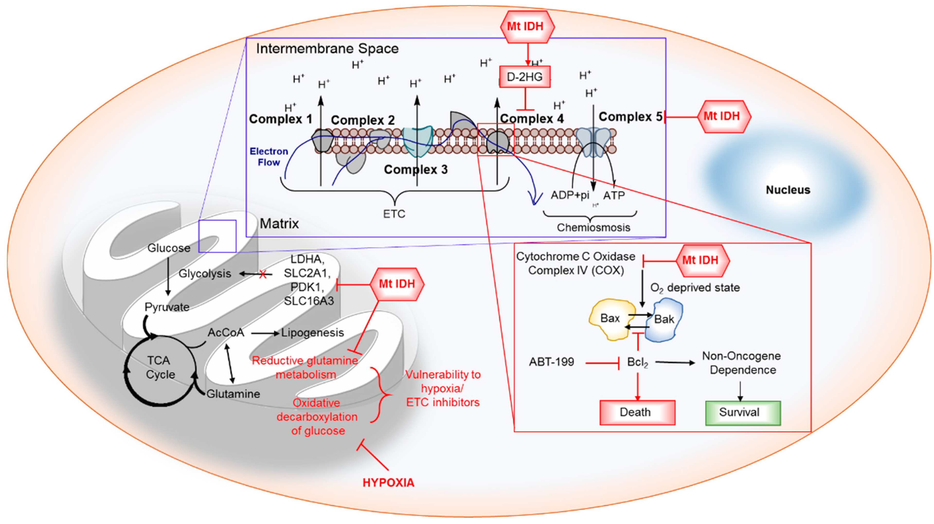 Cancers 10 00049 g006