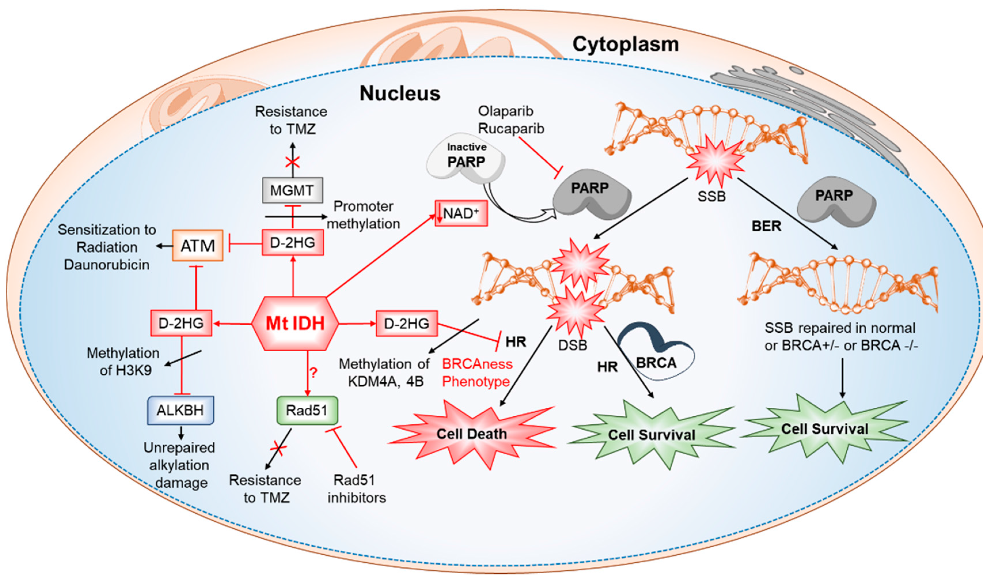 Cancers 10 00049 g007