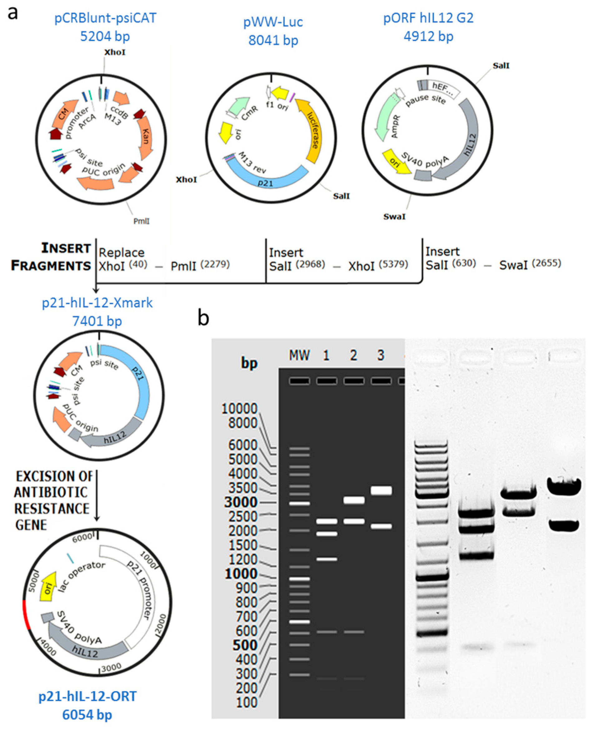 Cancers 10 00060 g001