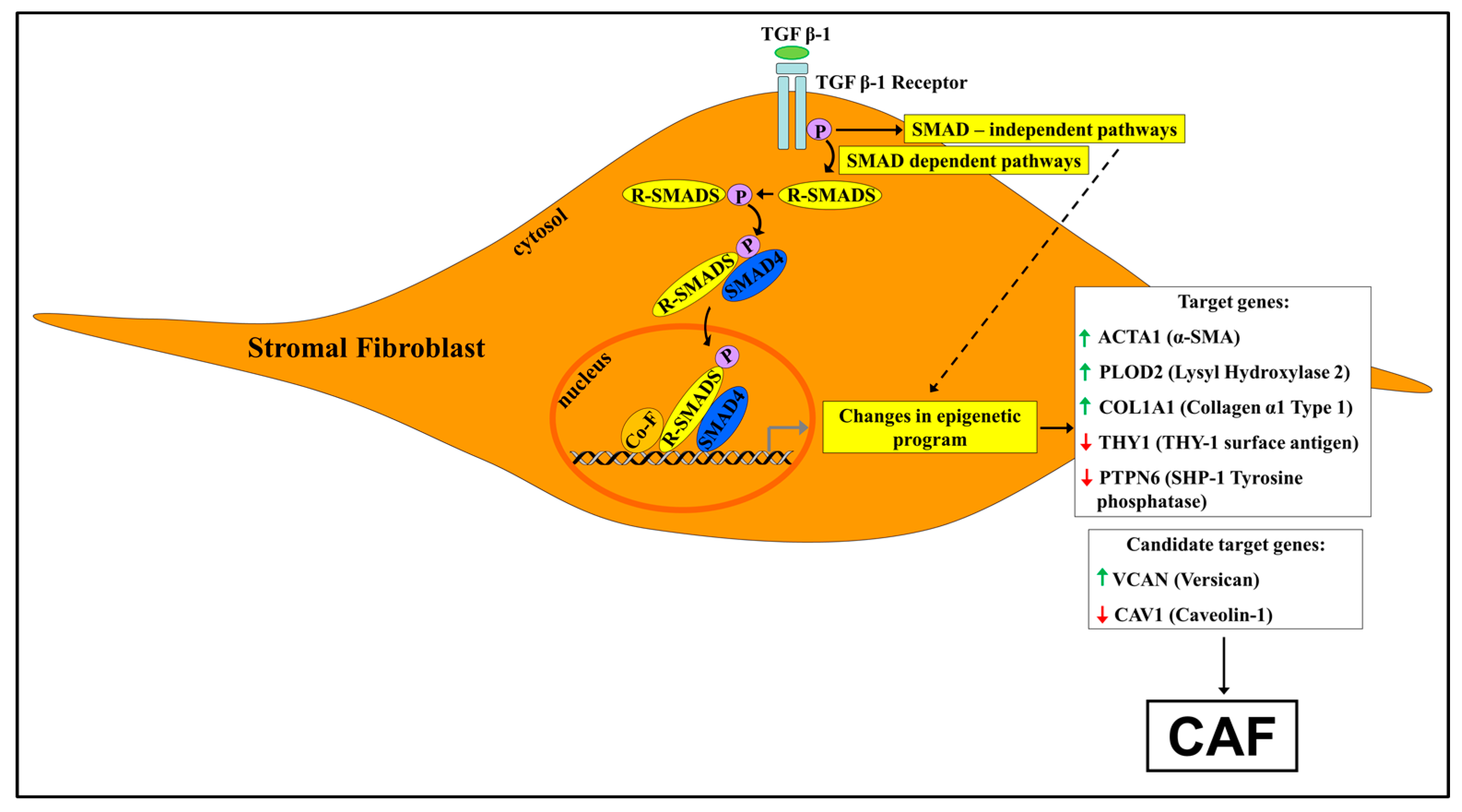 Cancers 10 00061 g002