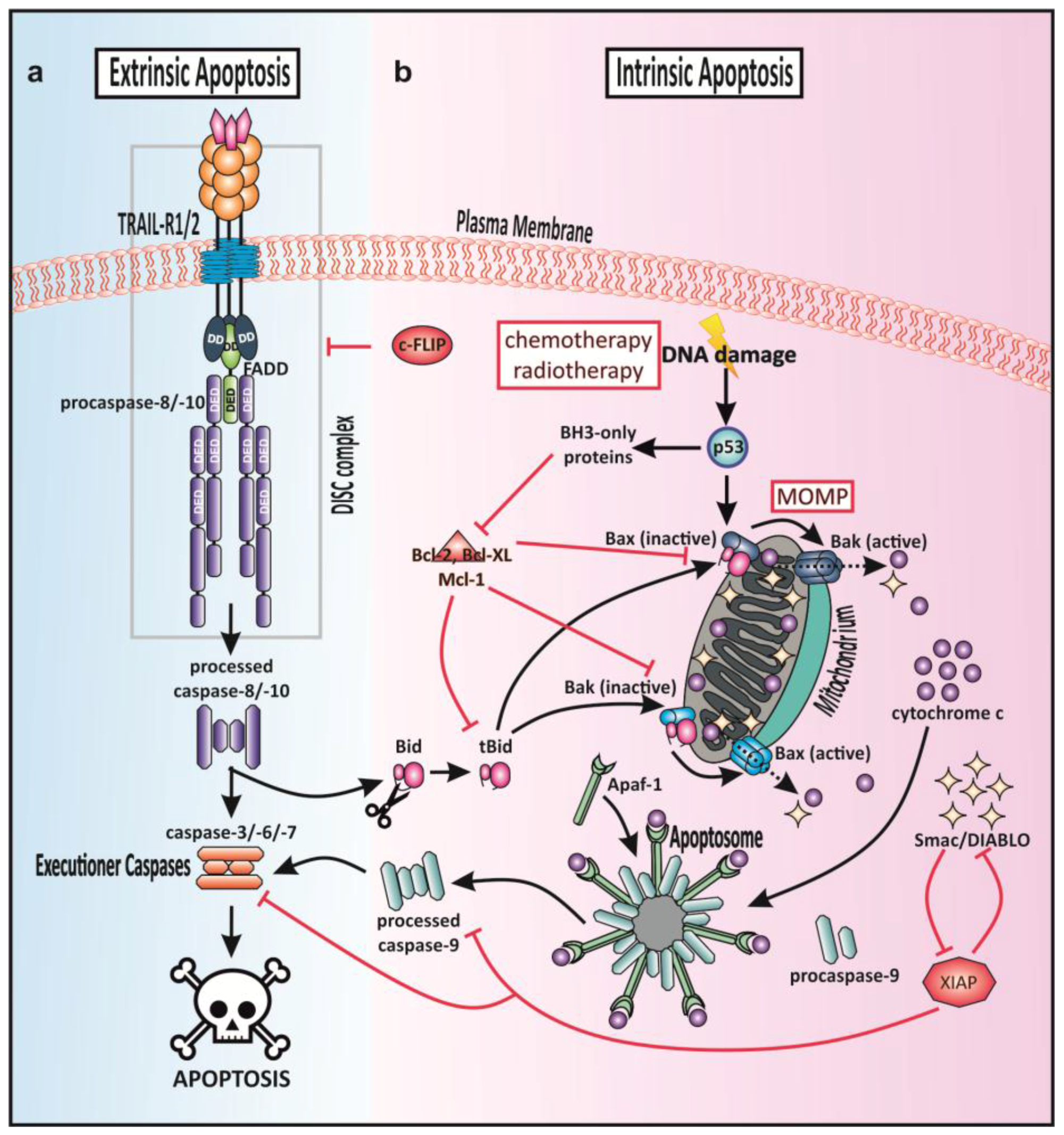 Cancers 10 00077 g002 Cancers 10 00077 g002
