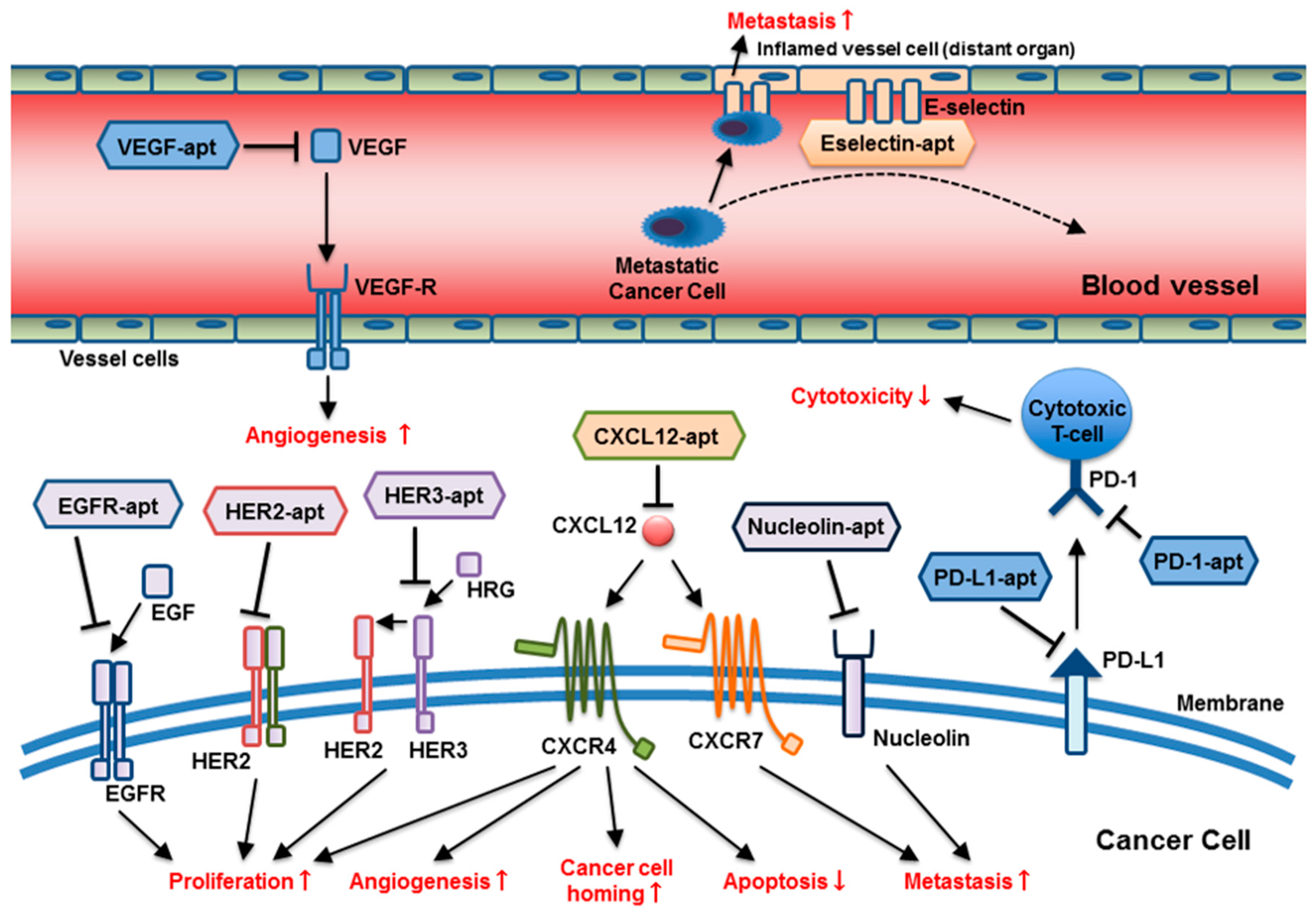 Cancers 10 00080 g001