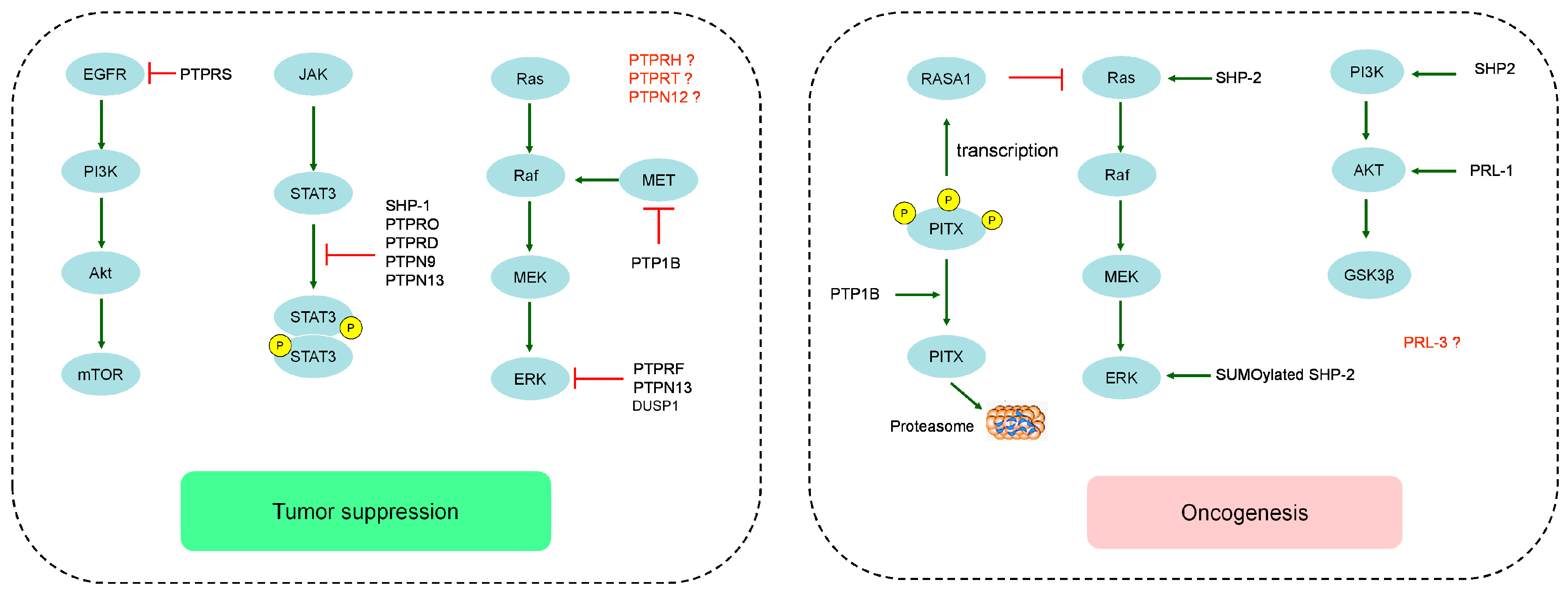 Cancers 10 00082 g001