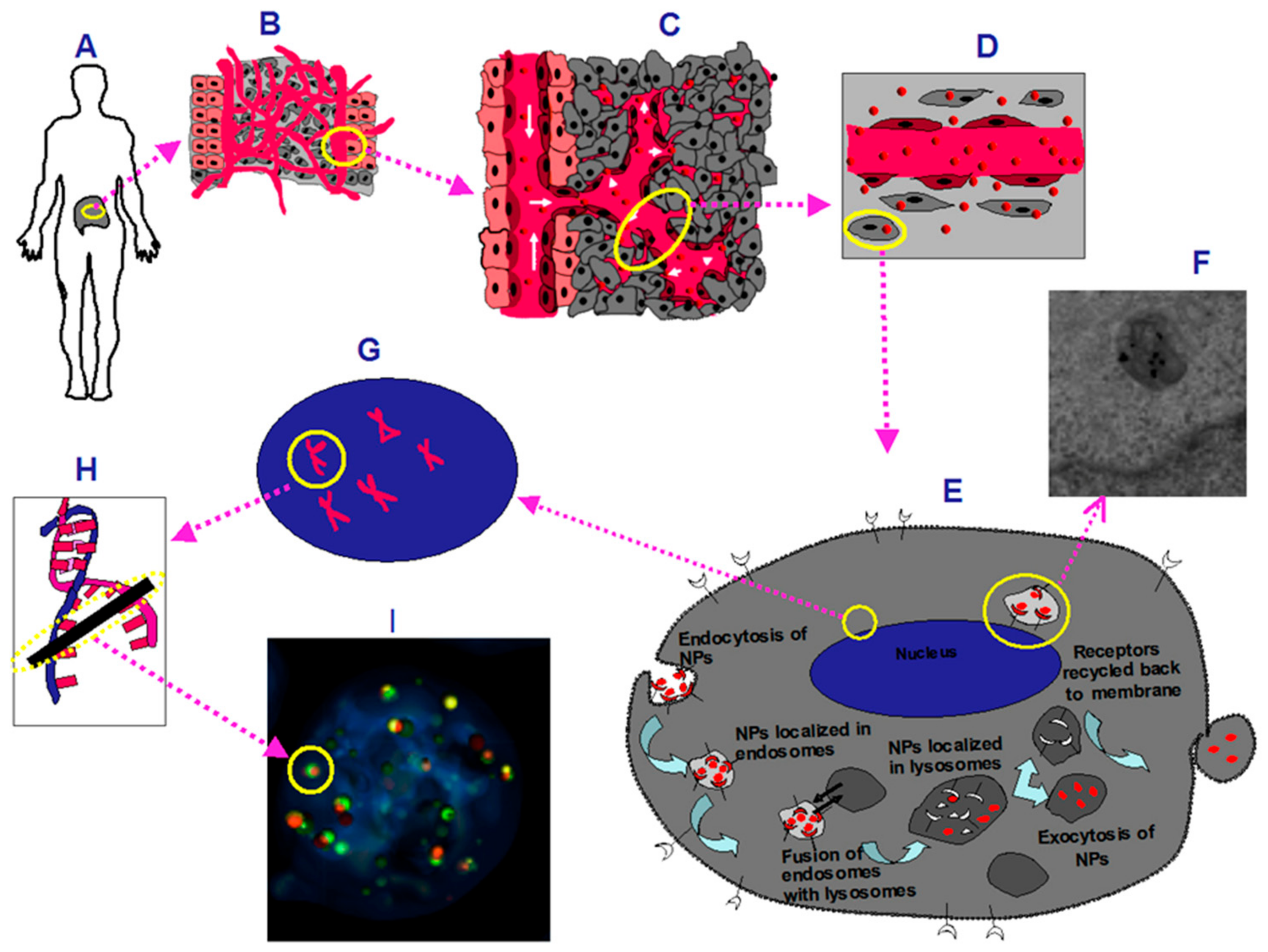 Cancers 10 00084 g001
