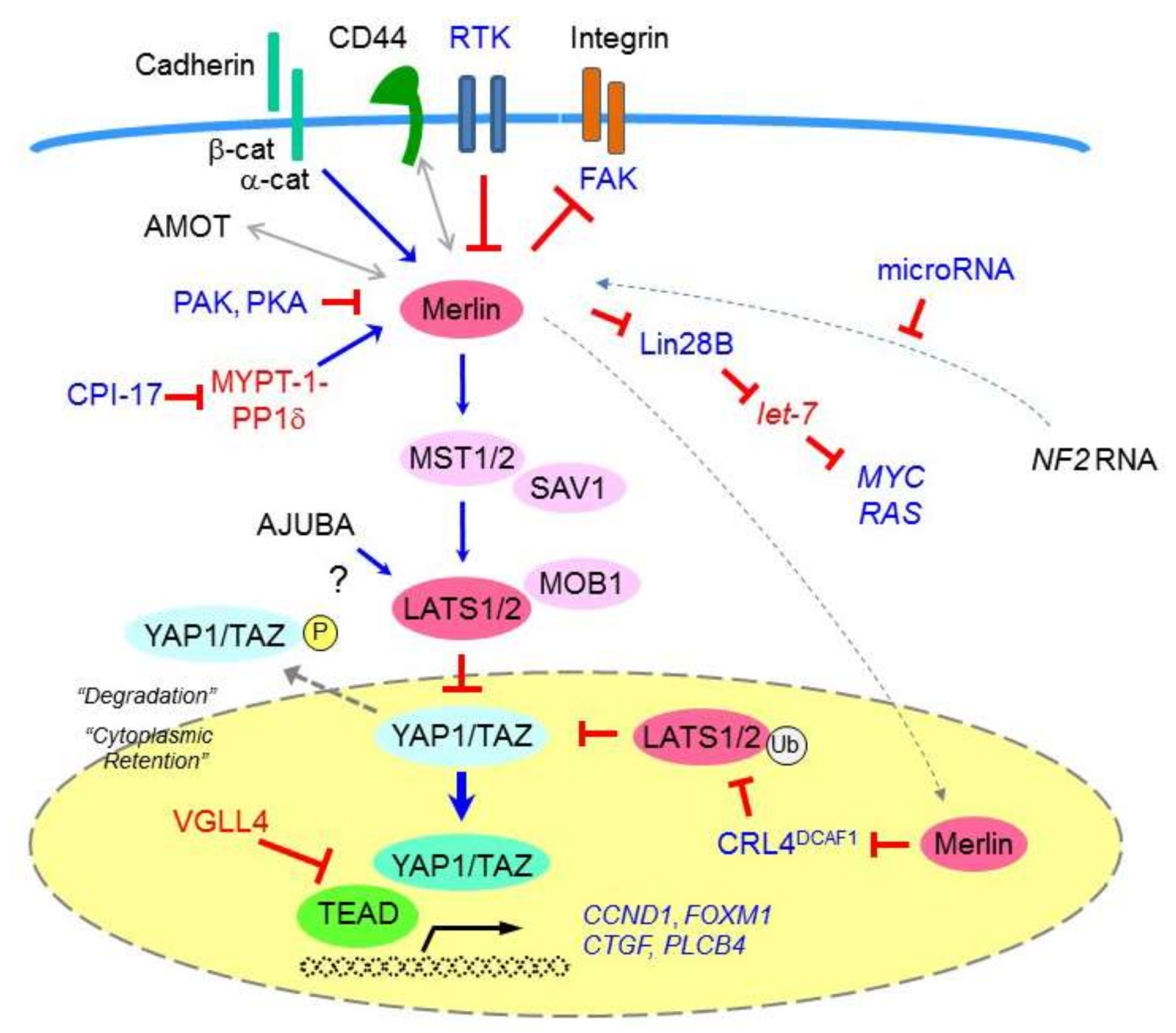 Cancers 10 00090 g001