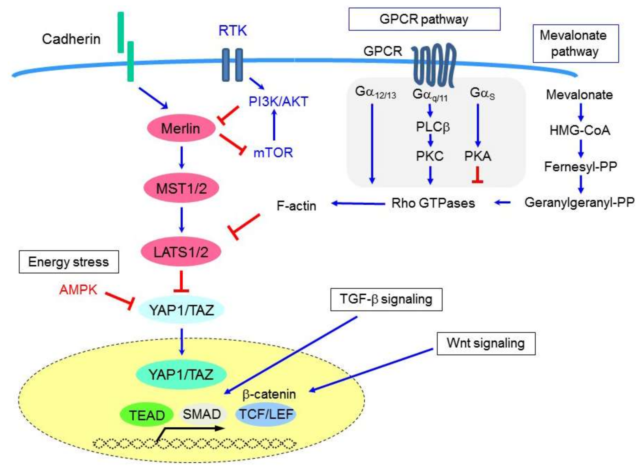 Cancers 10 00090 g002