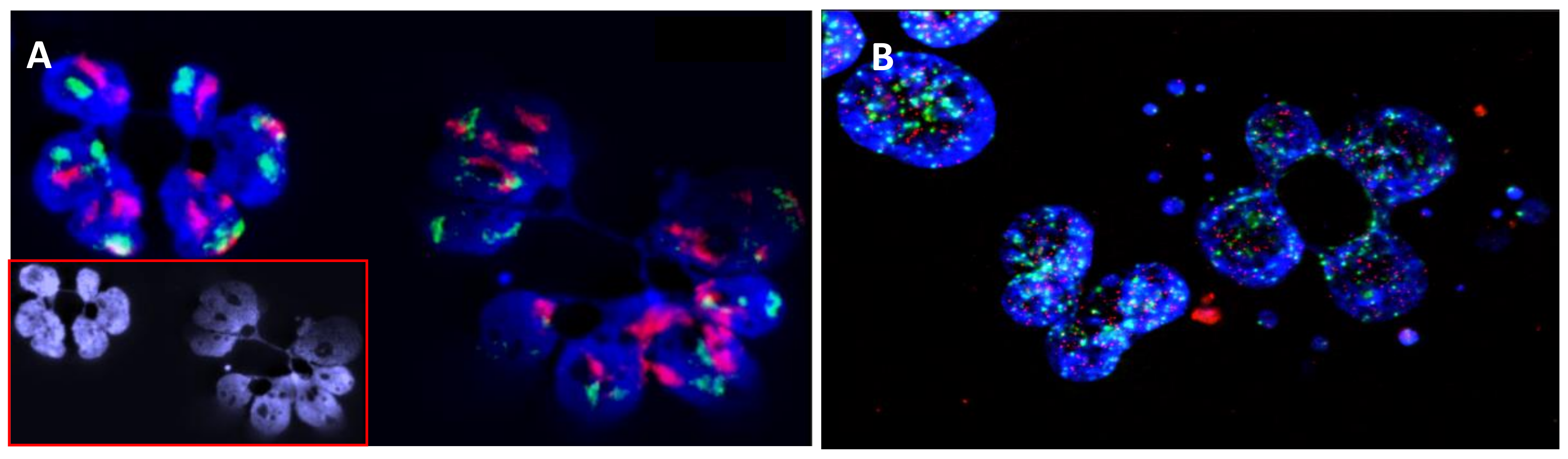 Cancers 10 00091 g002