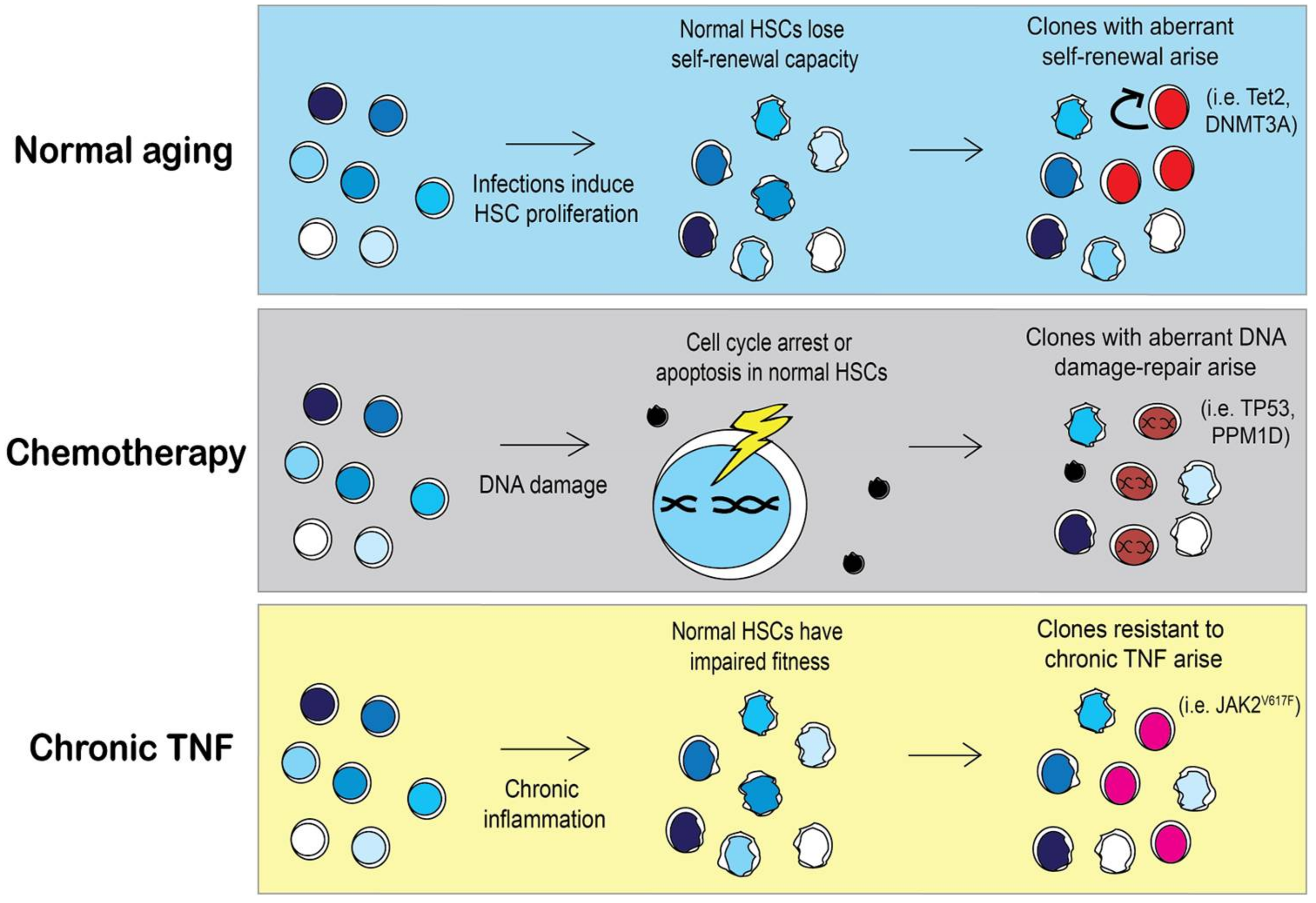Cancers 10 00104 g004
