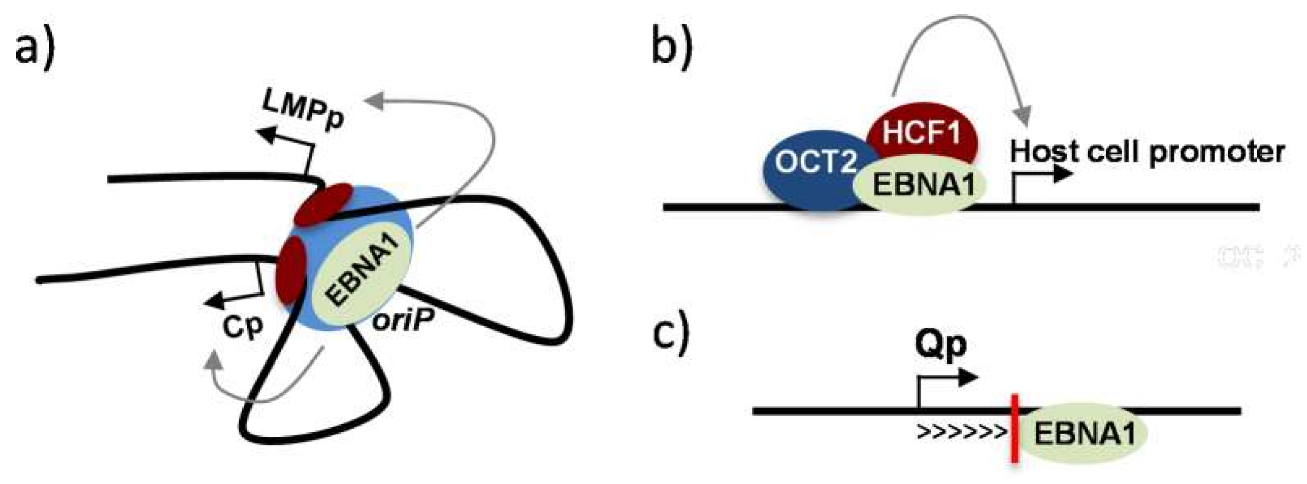 Cancers 10 00109 g003