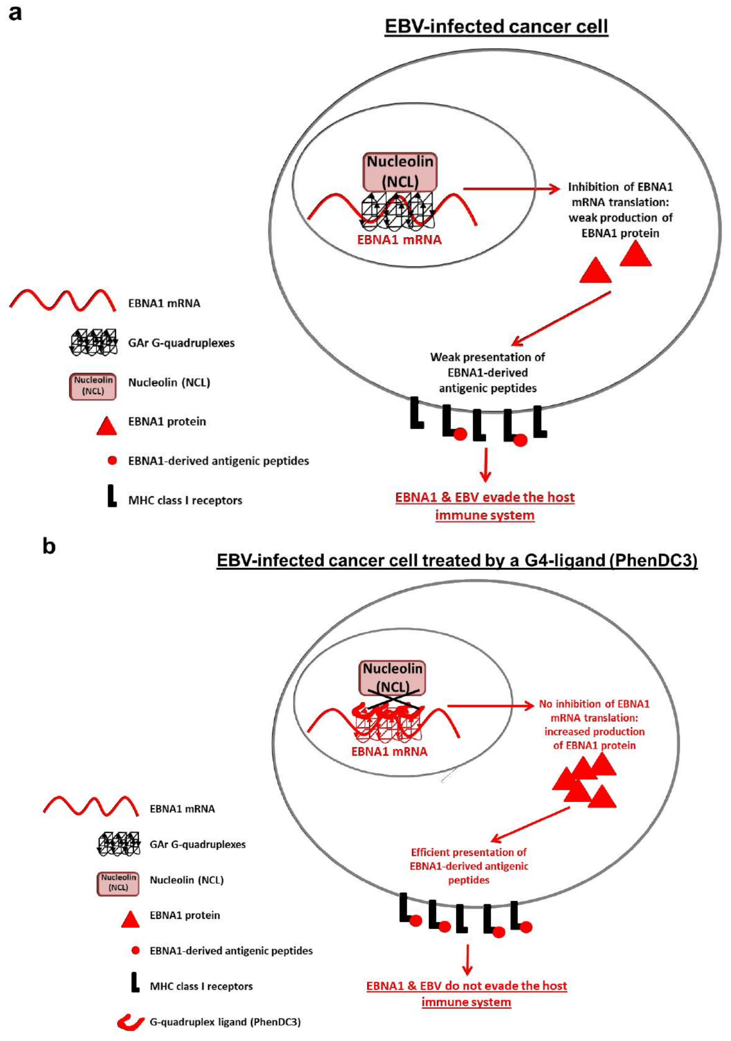 Cancers 10 00109 g004