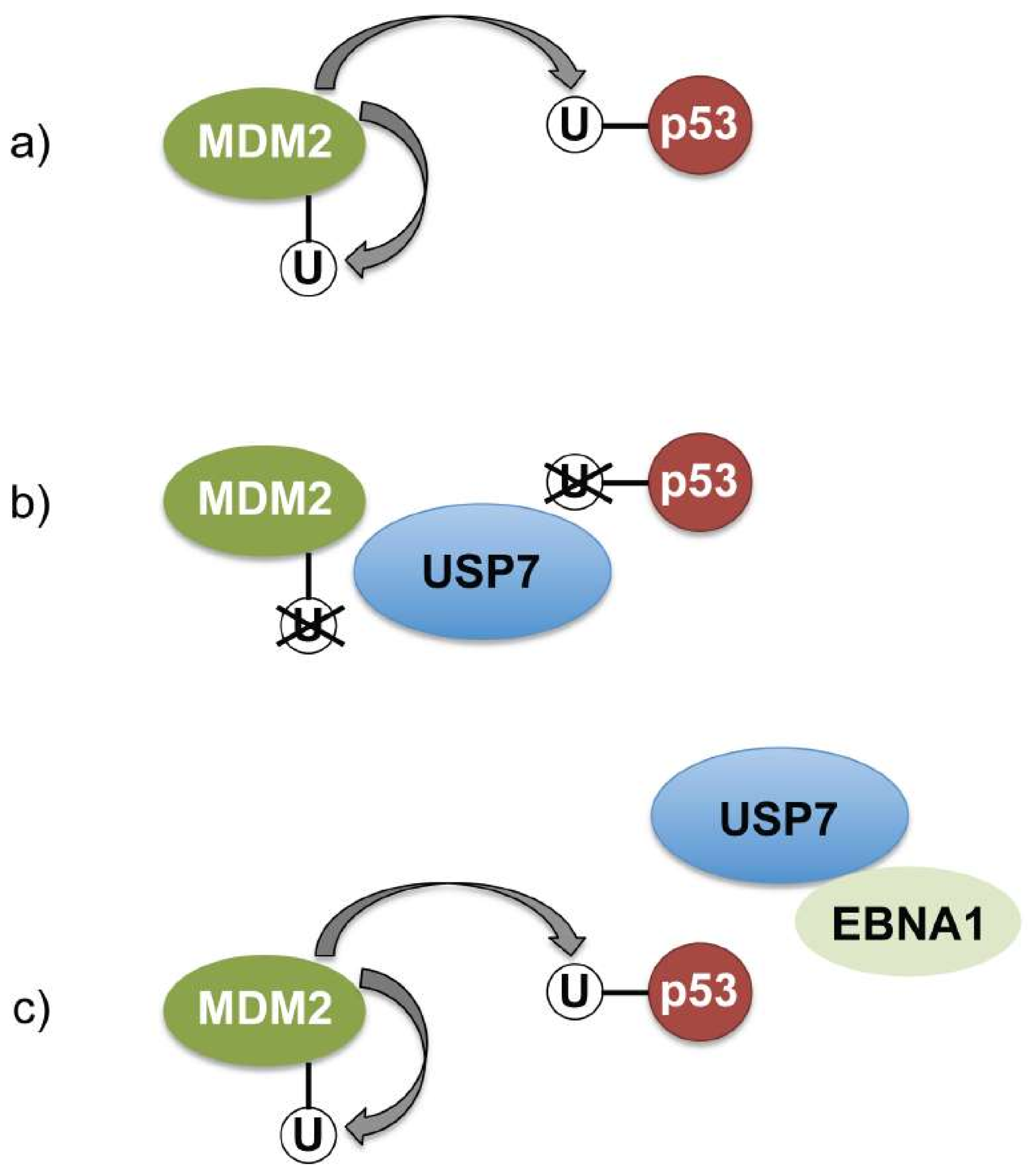 Cancers 10 00109 g005