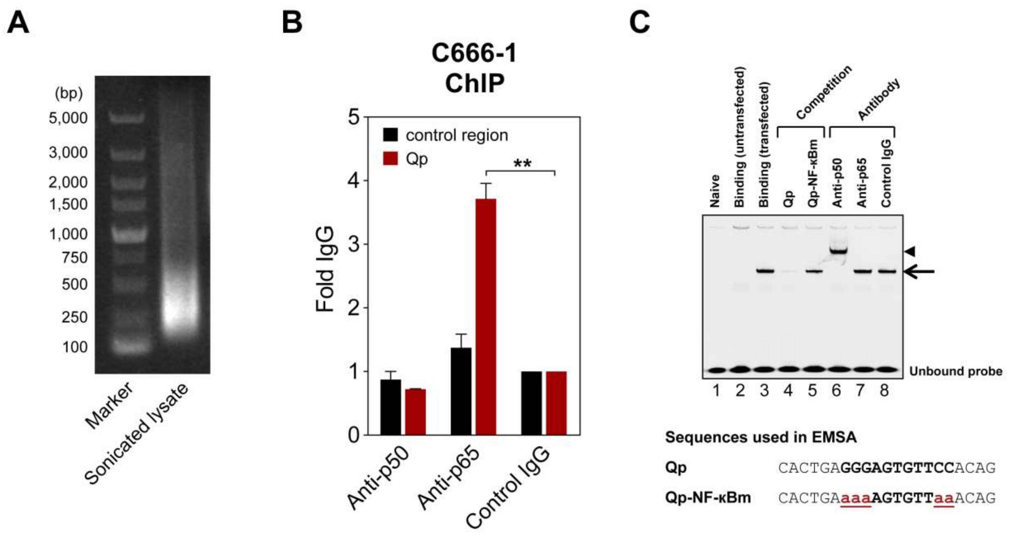 Cancers 10 00119 g002 Cancers 10 00119 g002