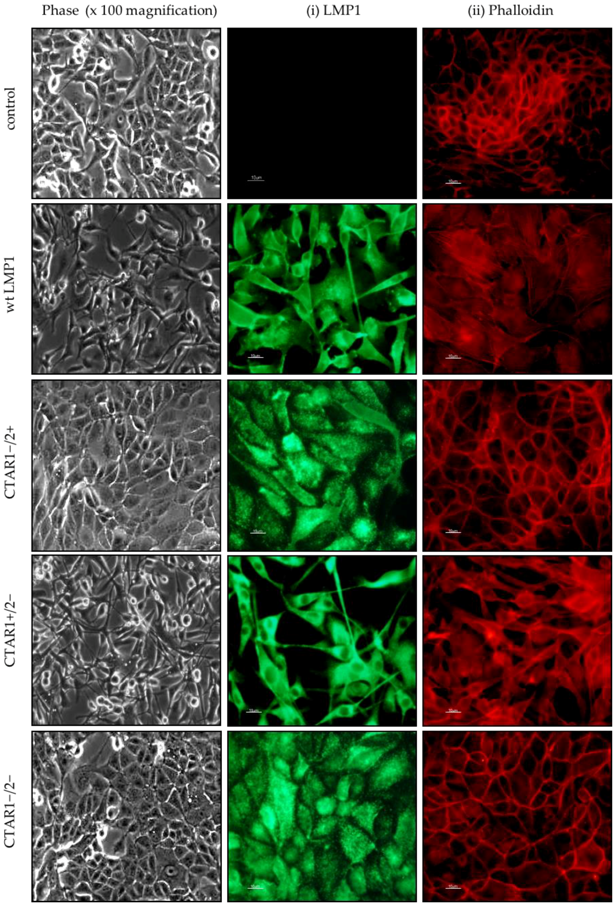 Cancers 10 00130 g001 Cancers 10 00130 g001