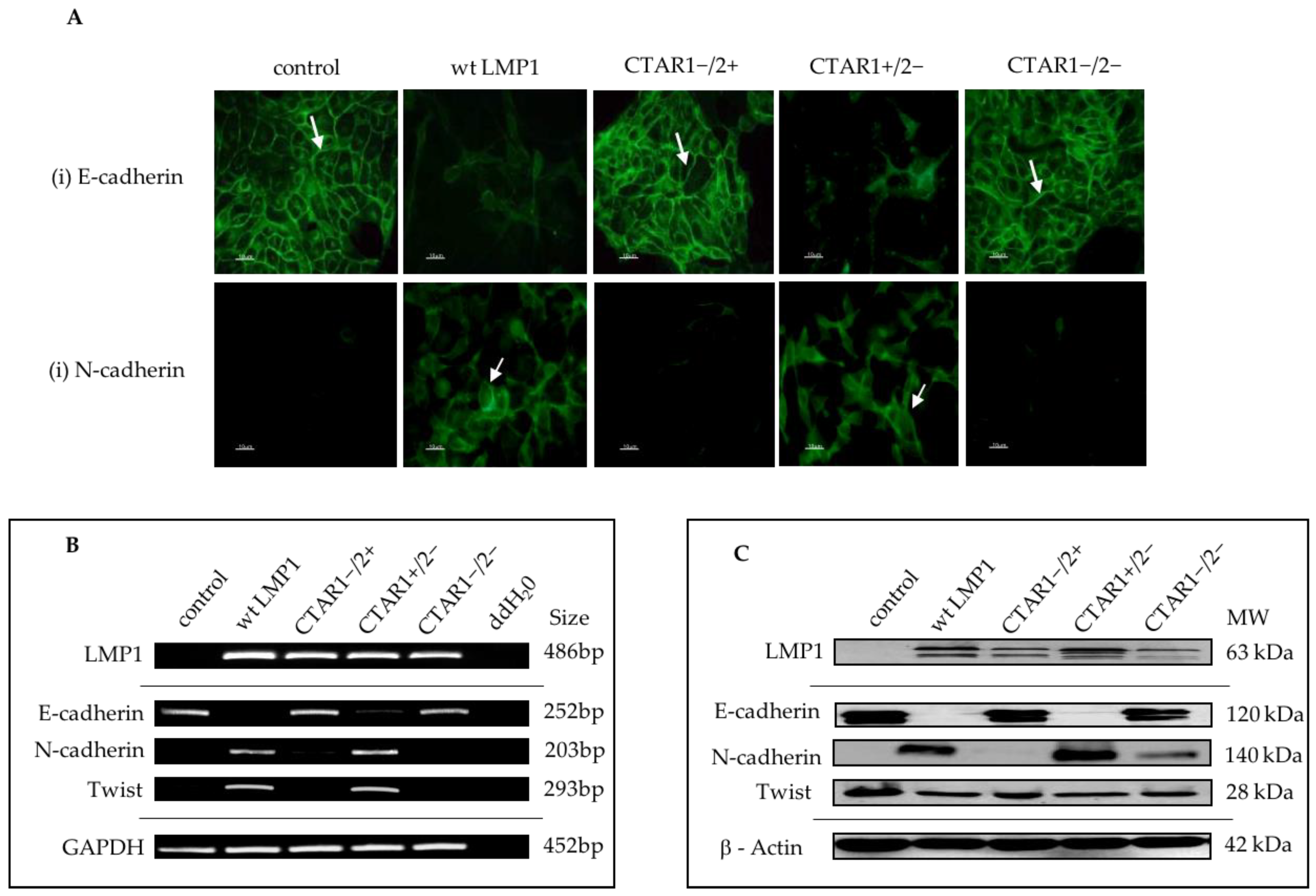 Cancers 10 00130 g004 Cancers 10 00130 g004
