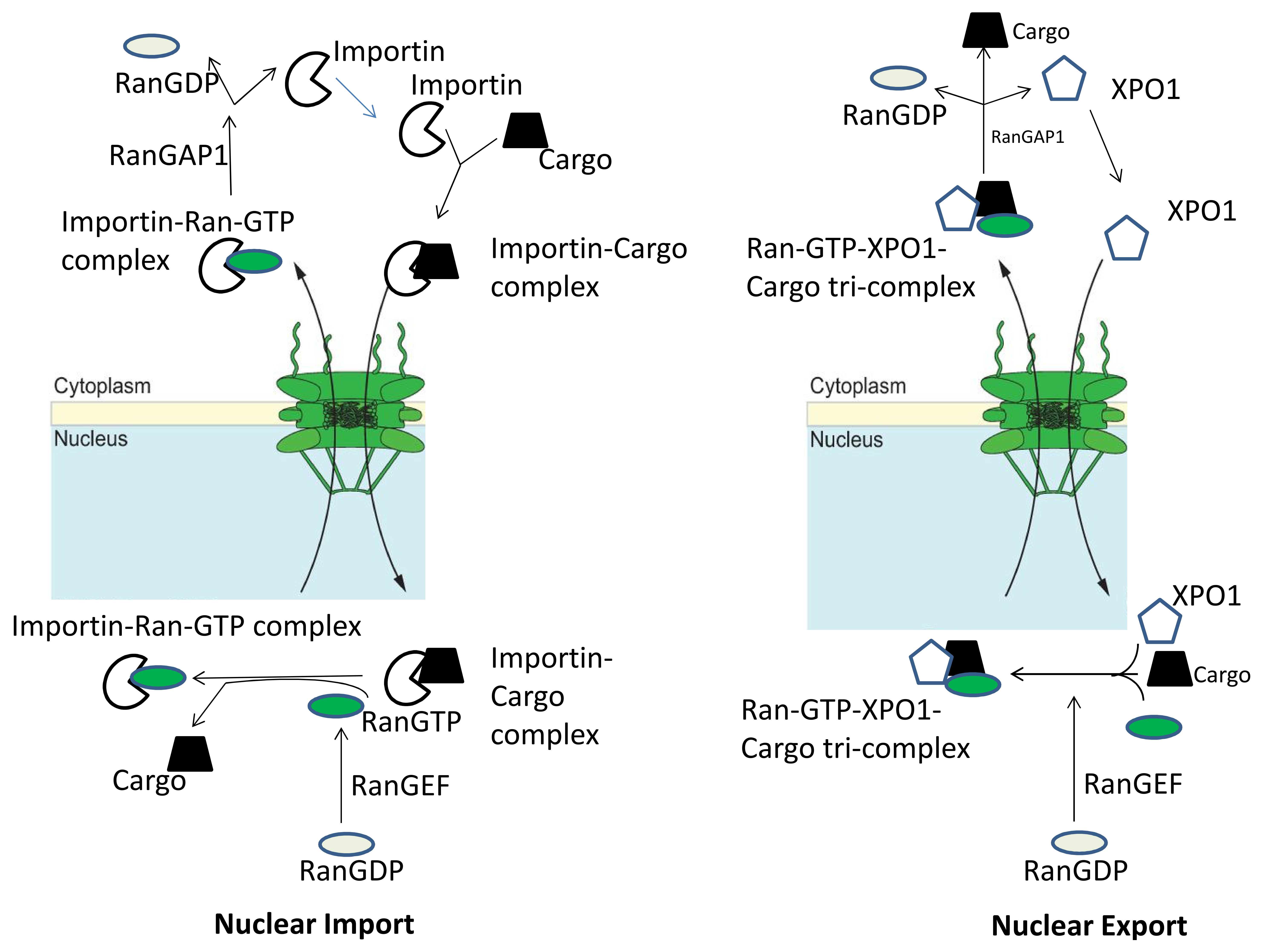 Cancers 10 00138 g001