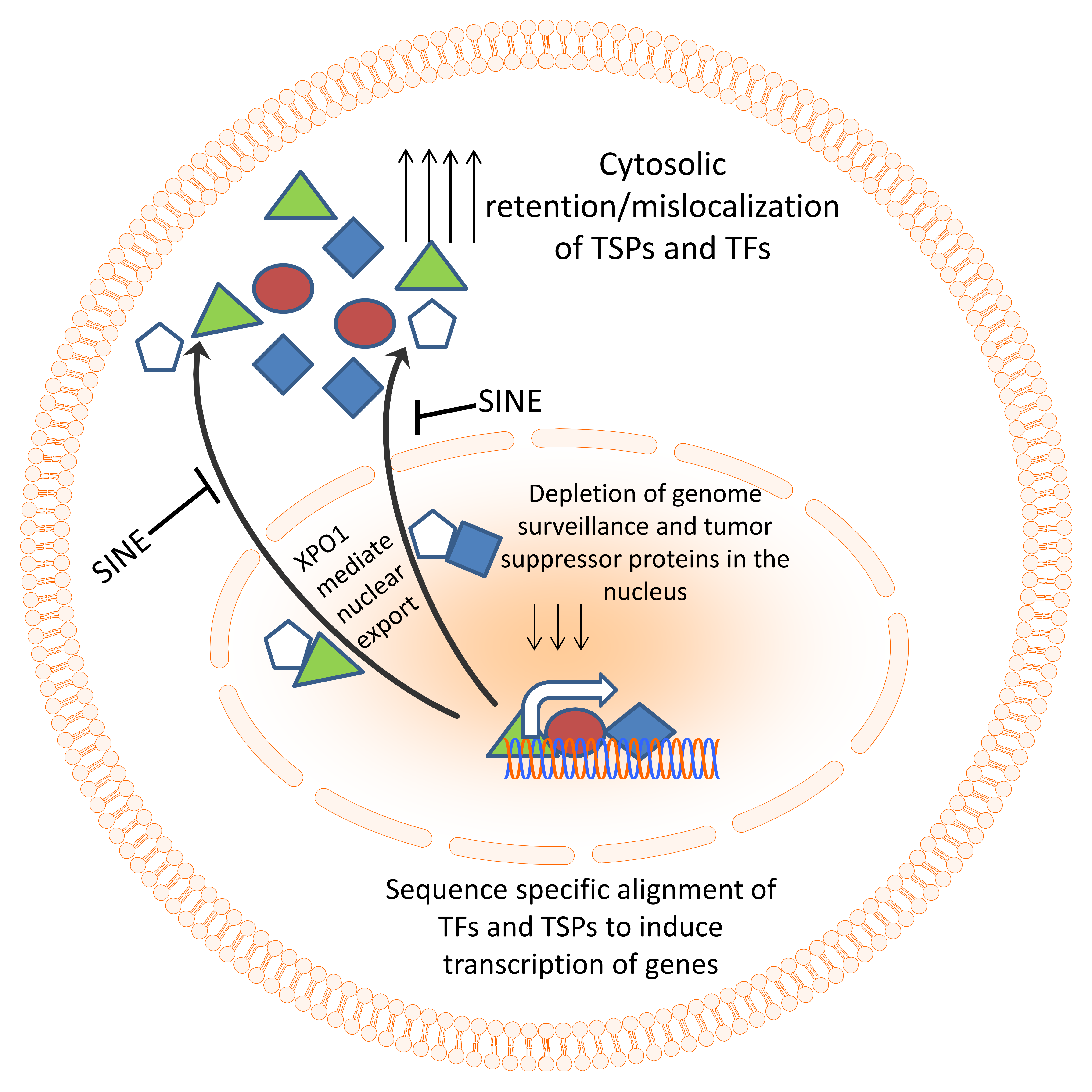 Cancers 10 00138 g002