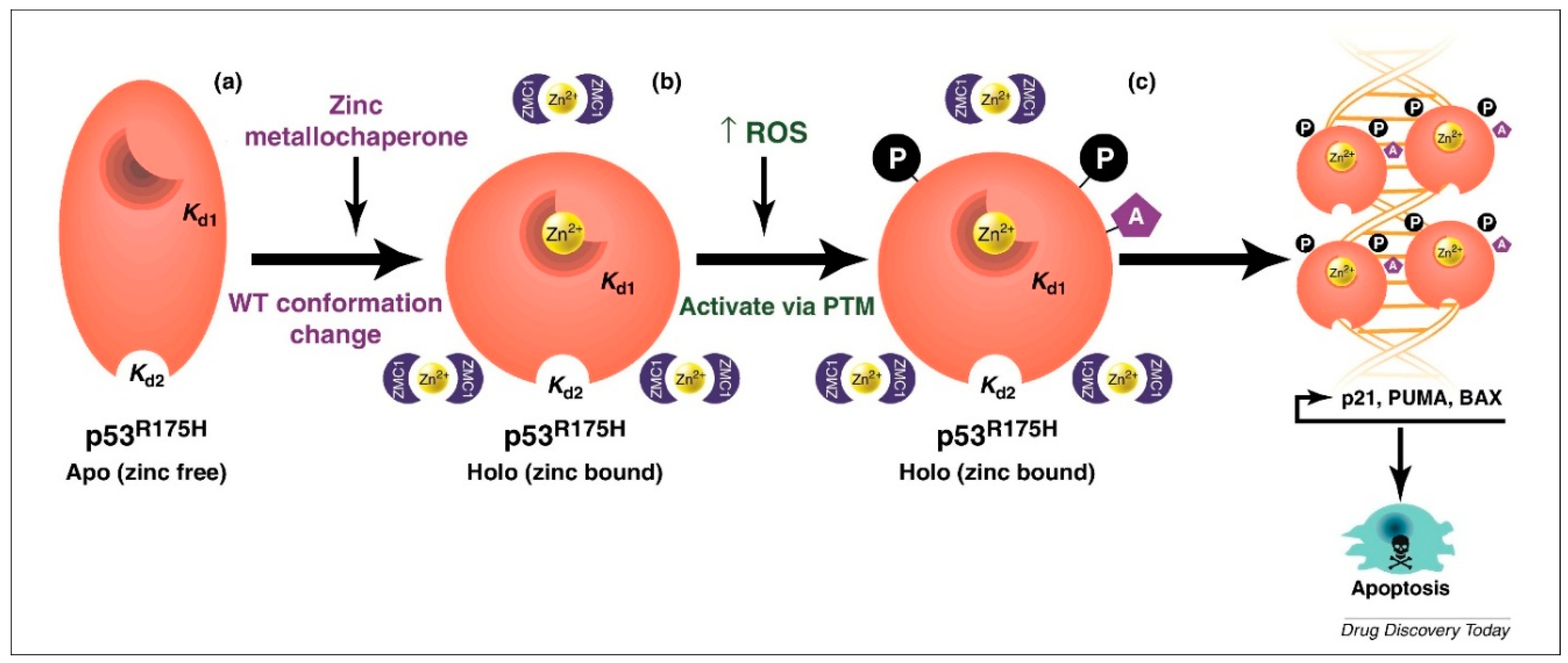 Cancers 10 00166 g001