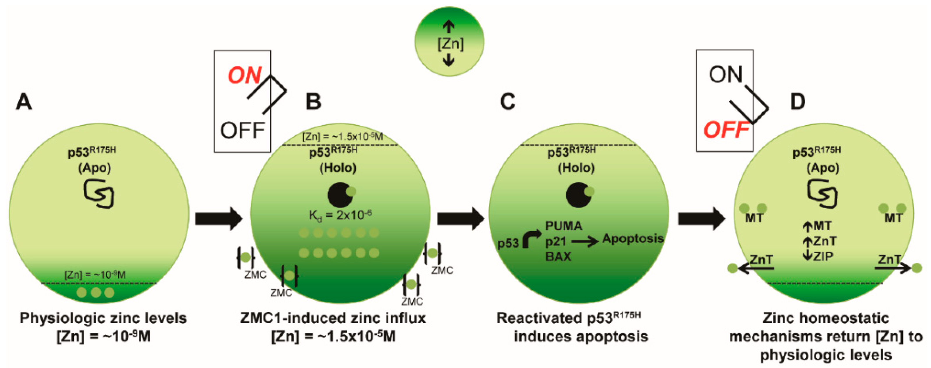 Cancers 10 00166 g002