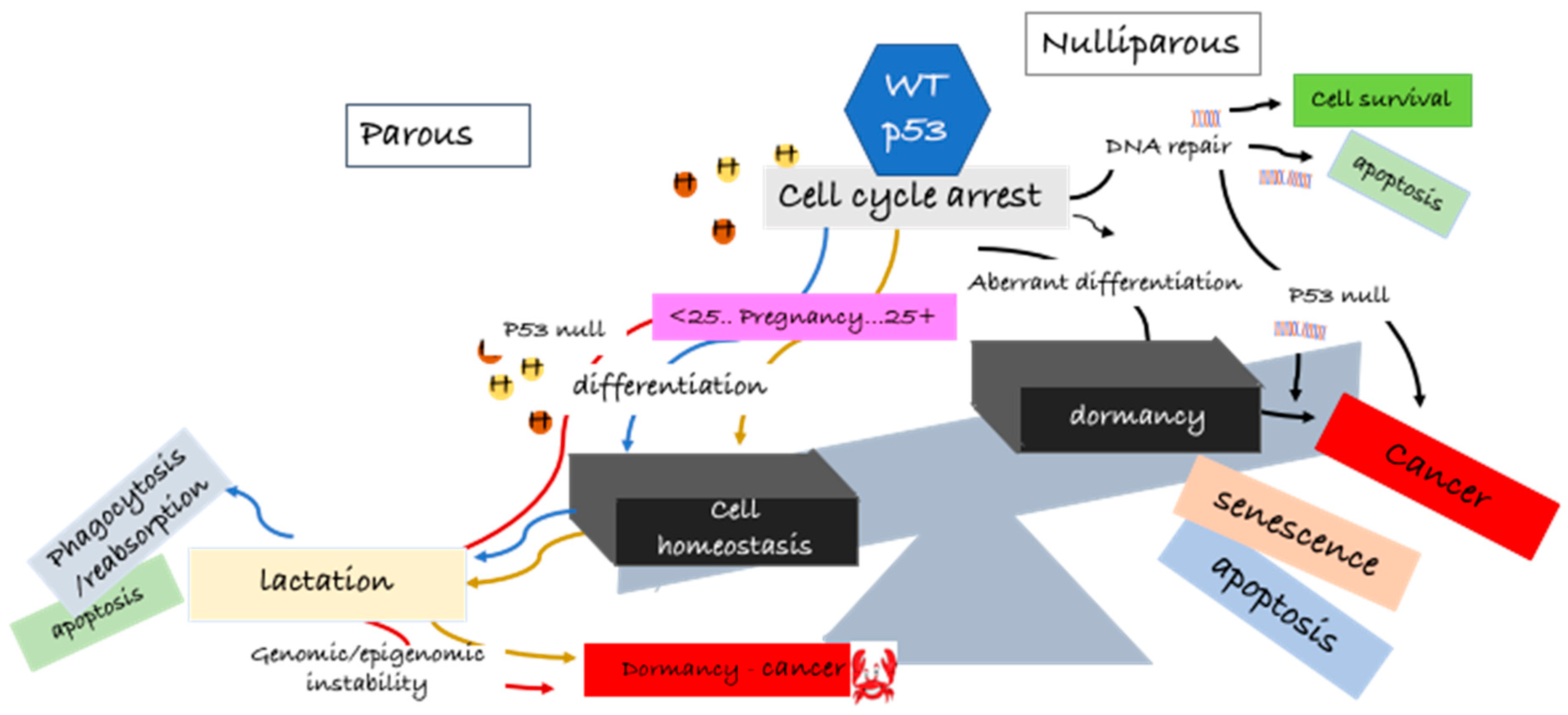 Cancers 10 00172 g001