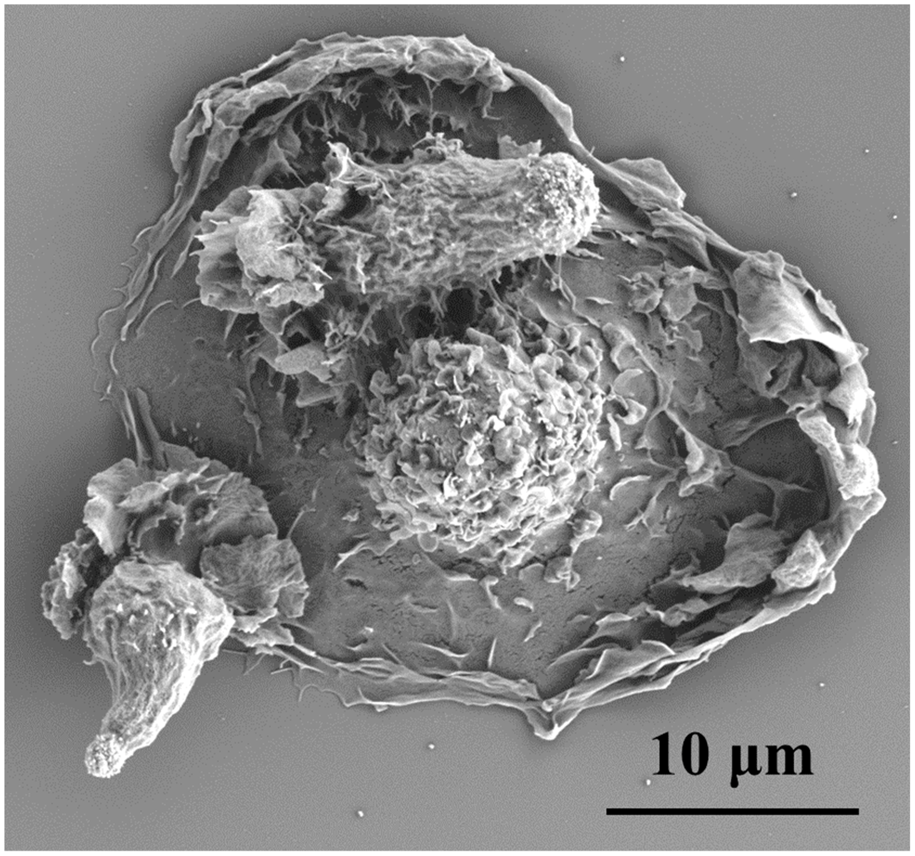 Cancers 10 00199 g001