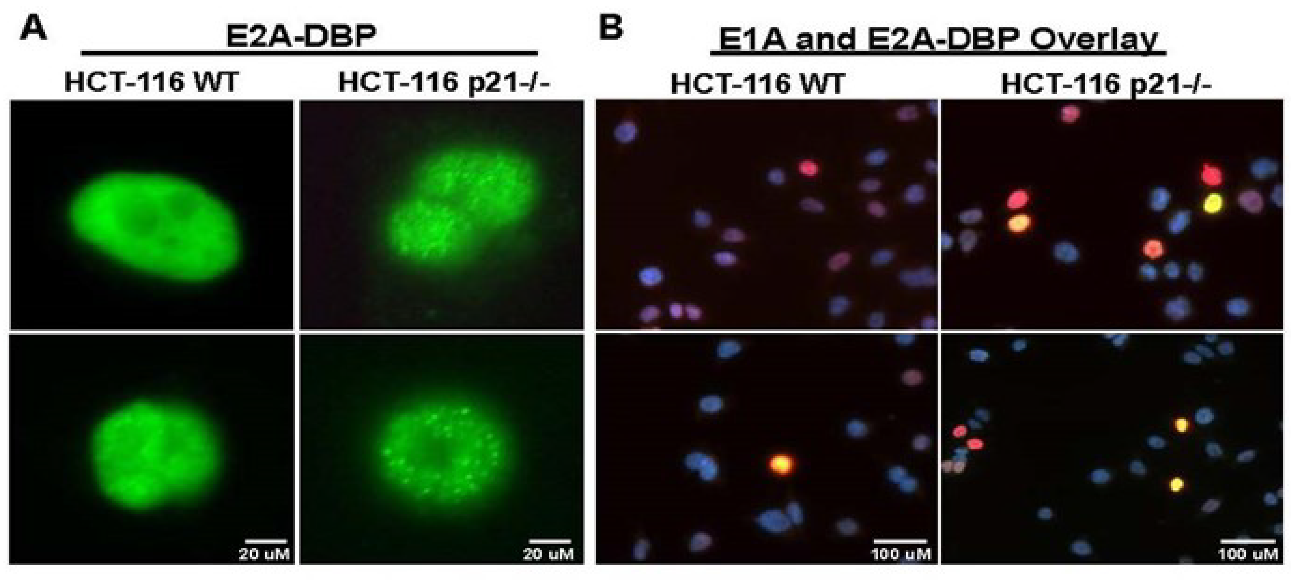 Cancers 10 00202 g002a Cancers 10 00202 g002a