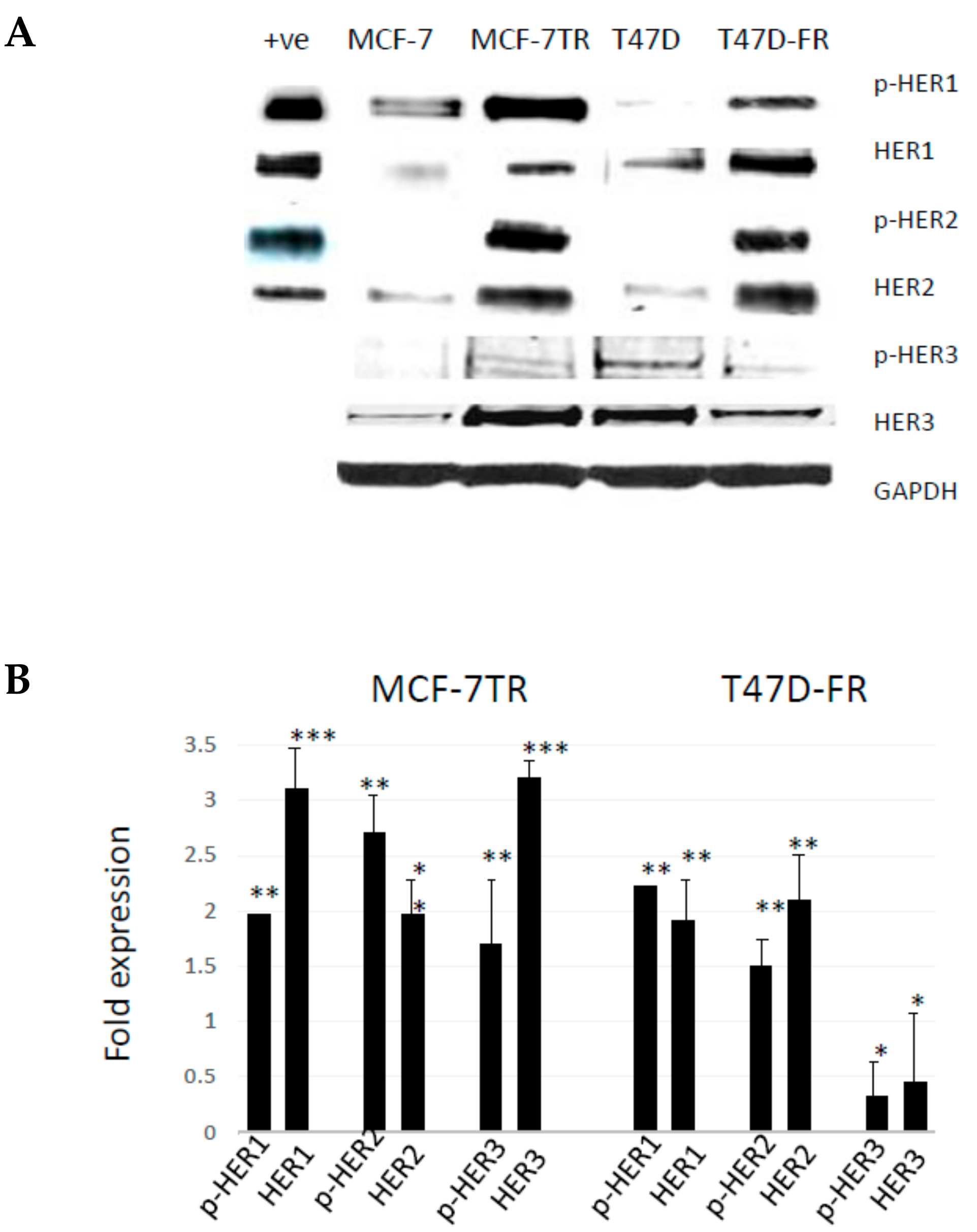 Cancers 10 00209 g002