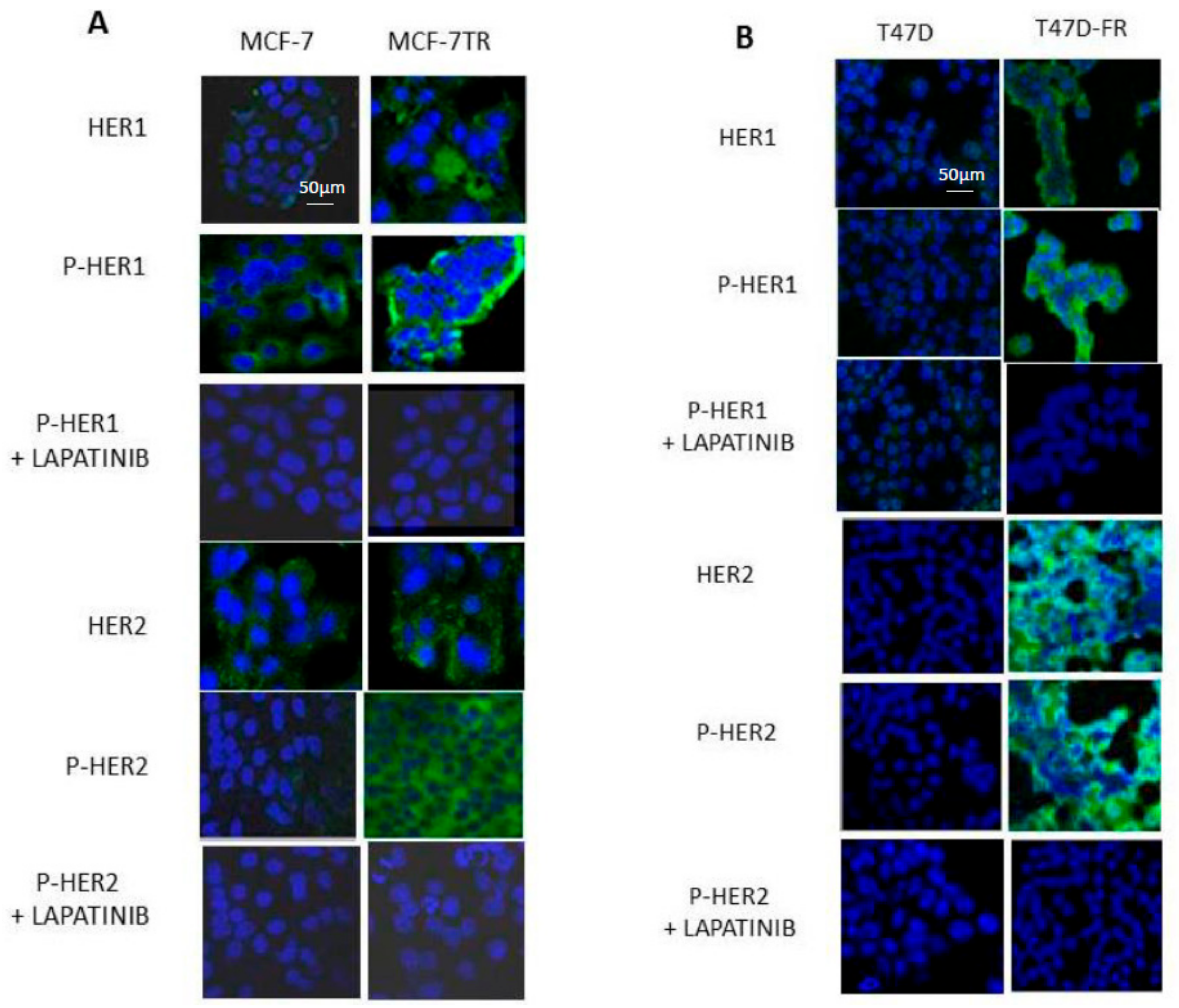 Cancers 10 00209 g004