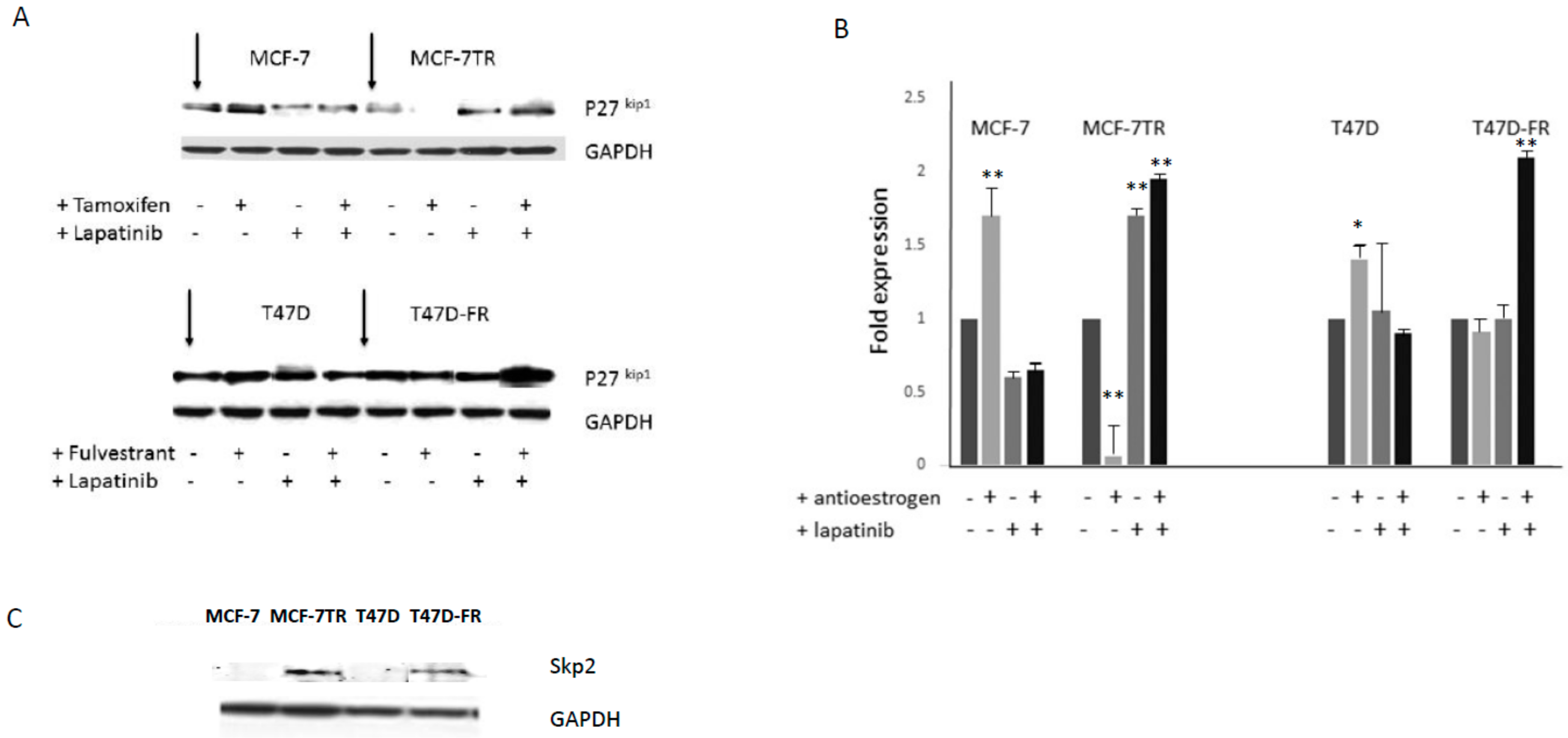 Cancers 10 00209 g005