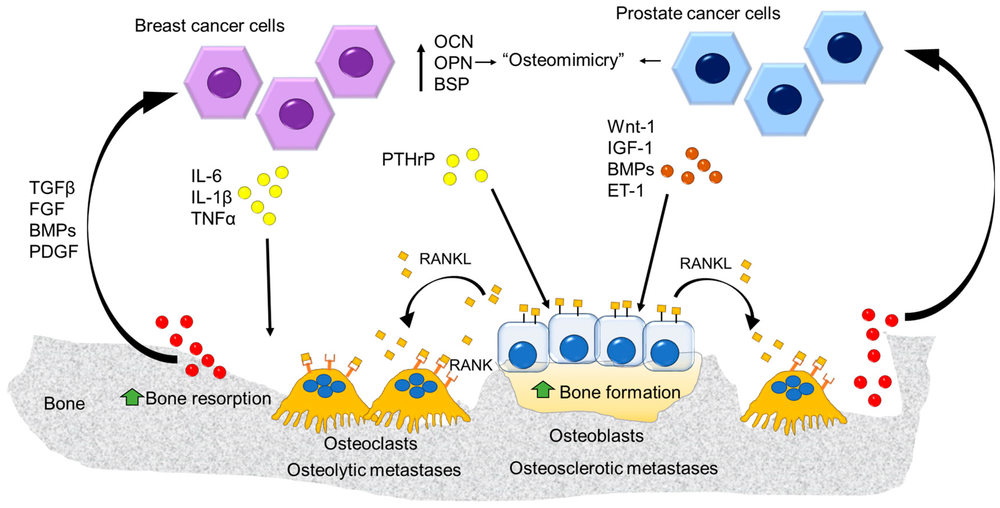Cancers 10 00218 g005