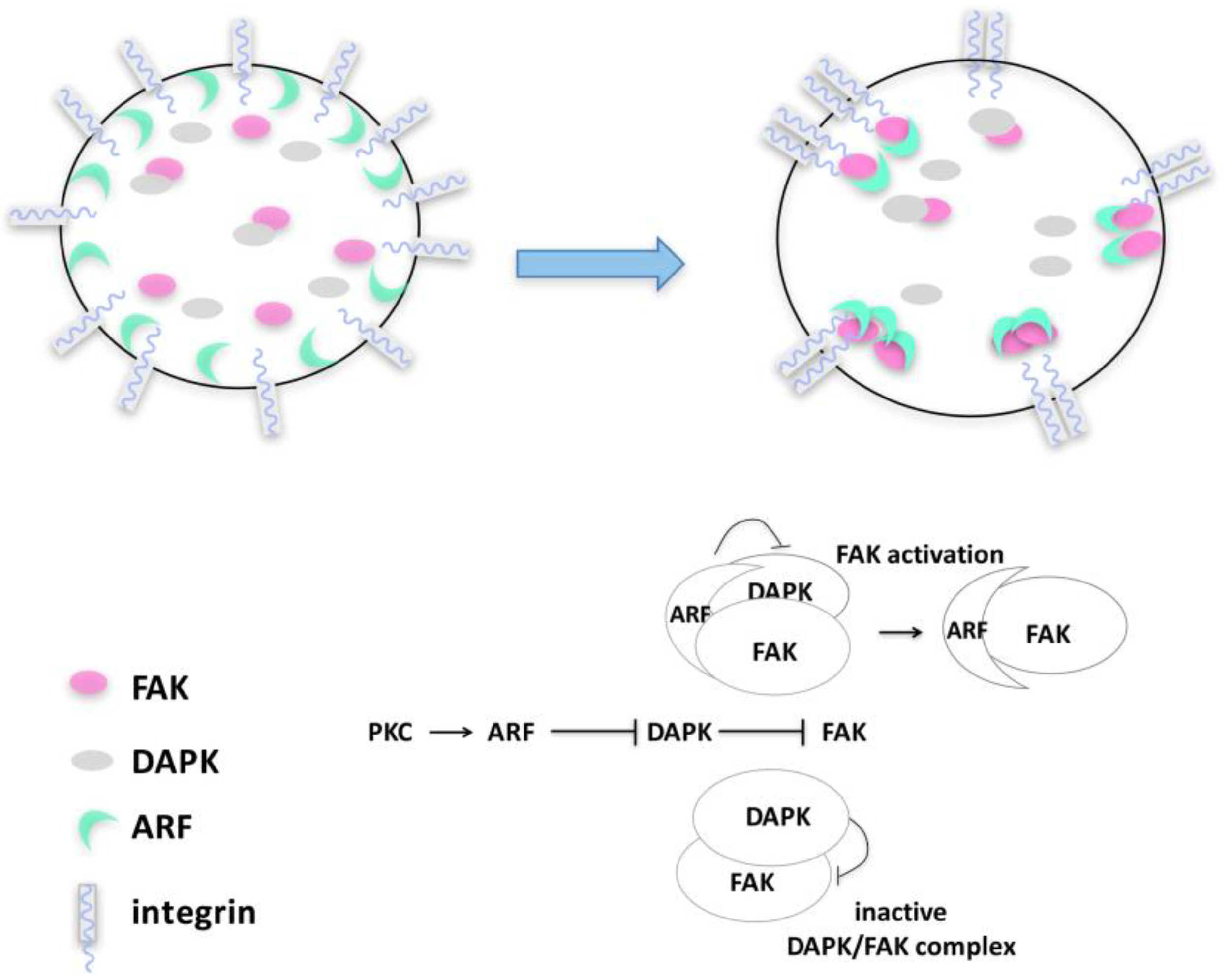 Cancers 10 00221 g004