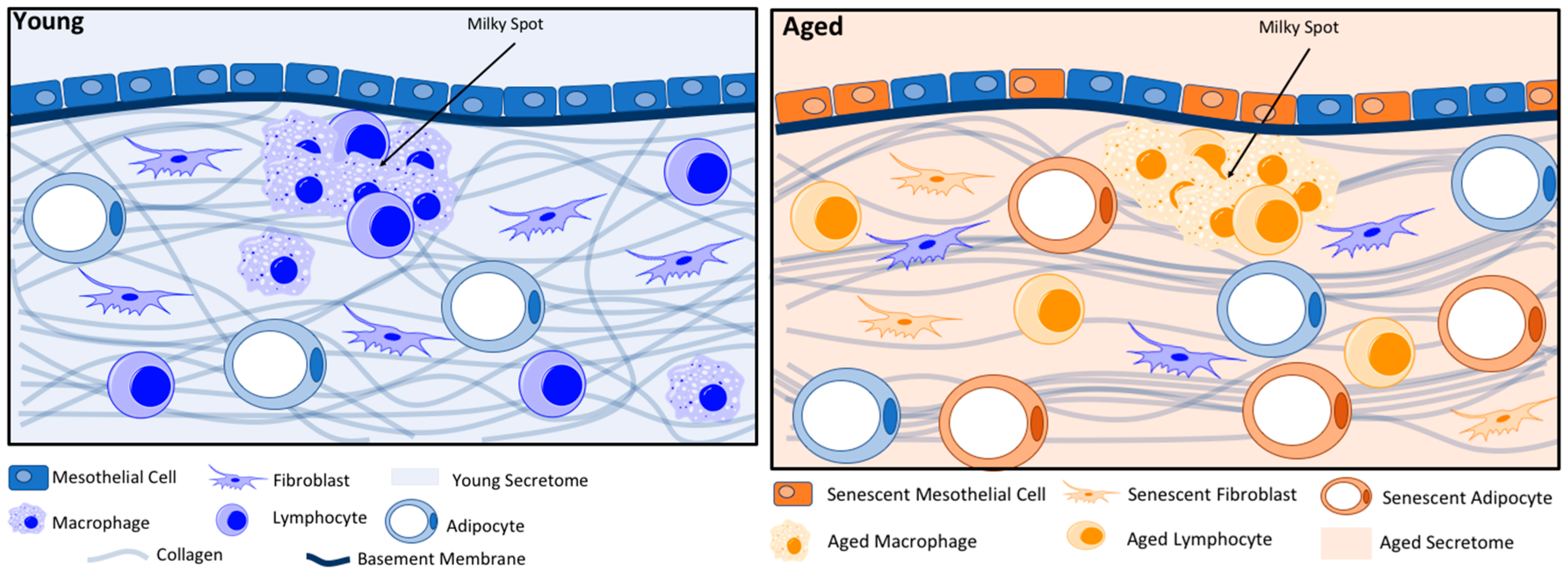 Cancers 10 00230 g001