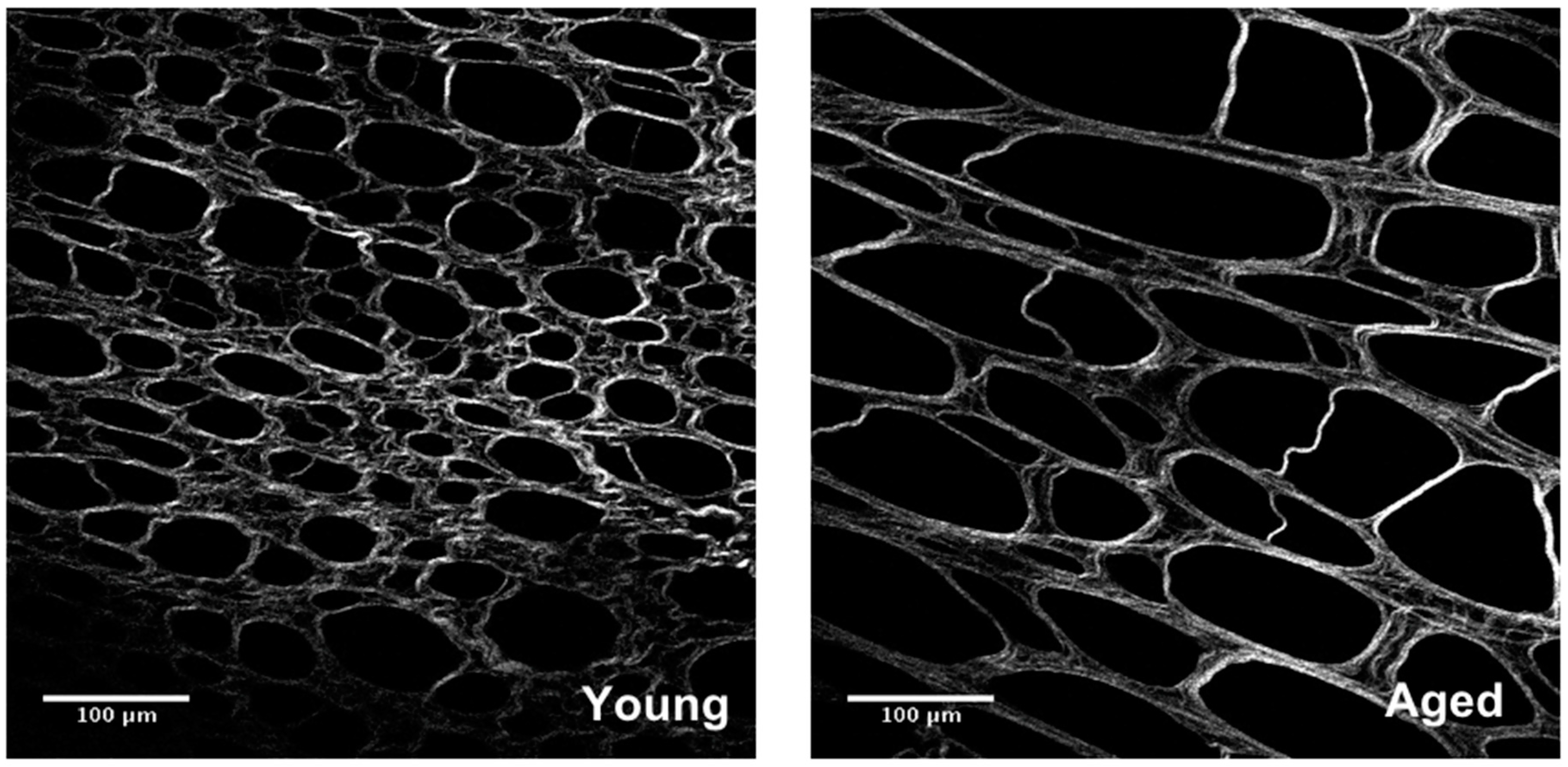 Cancers 10 00230 g002