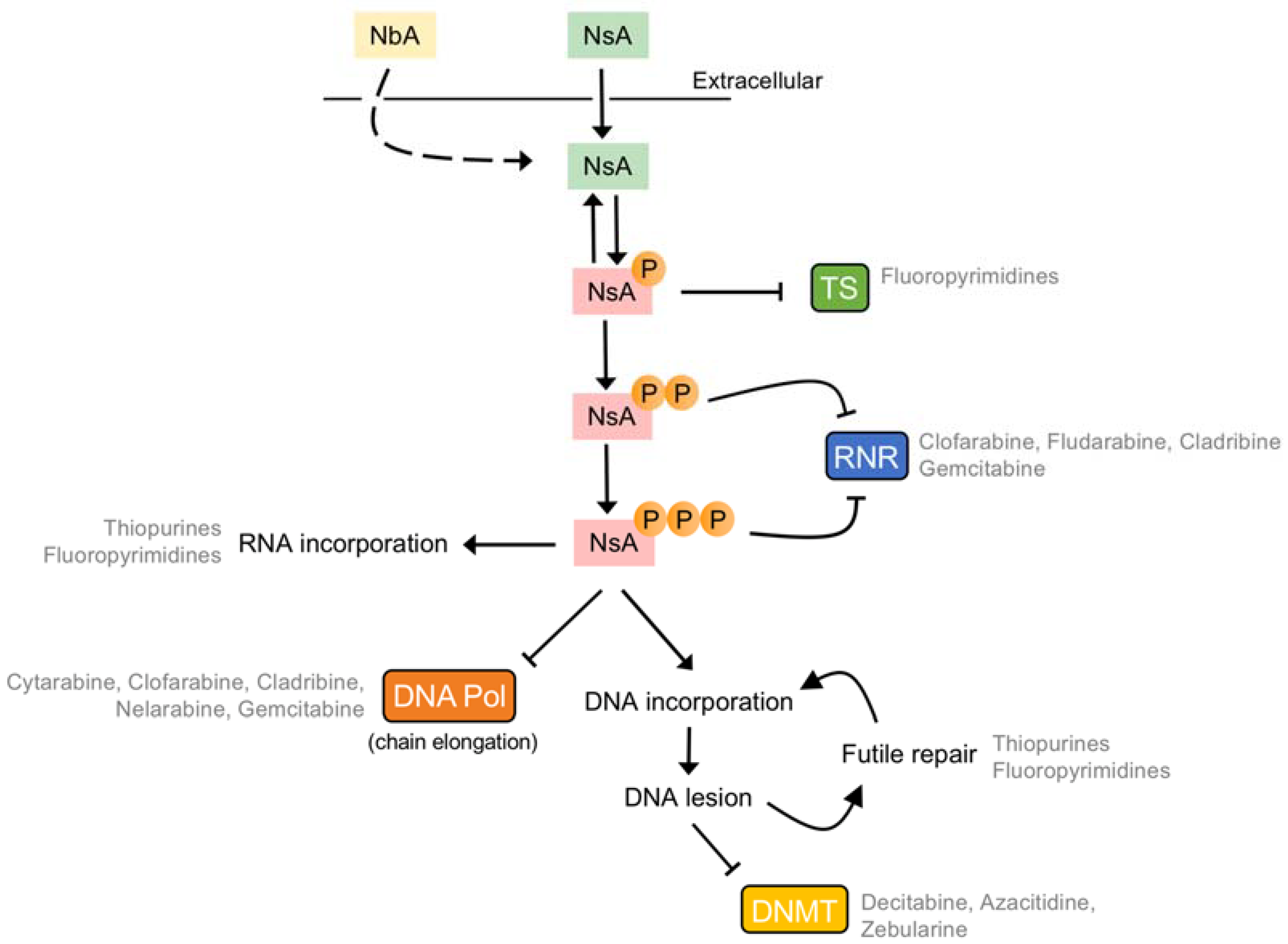 Cancers 10 00240 g003