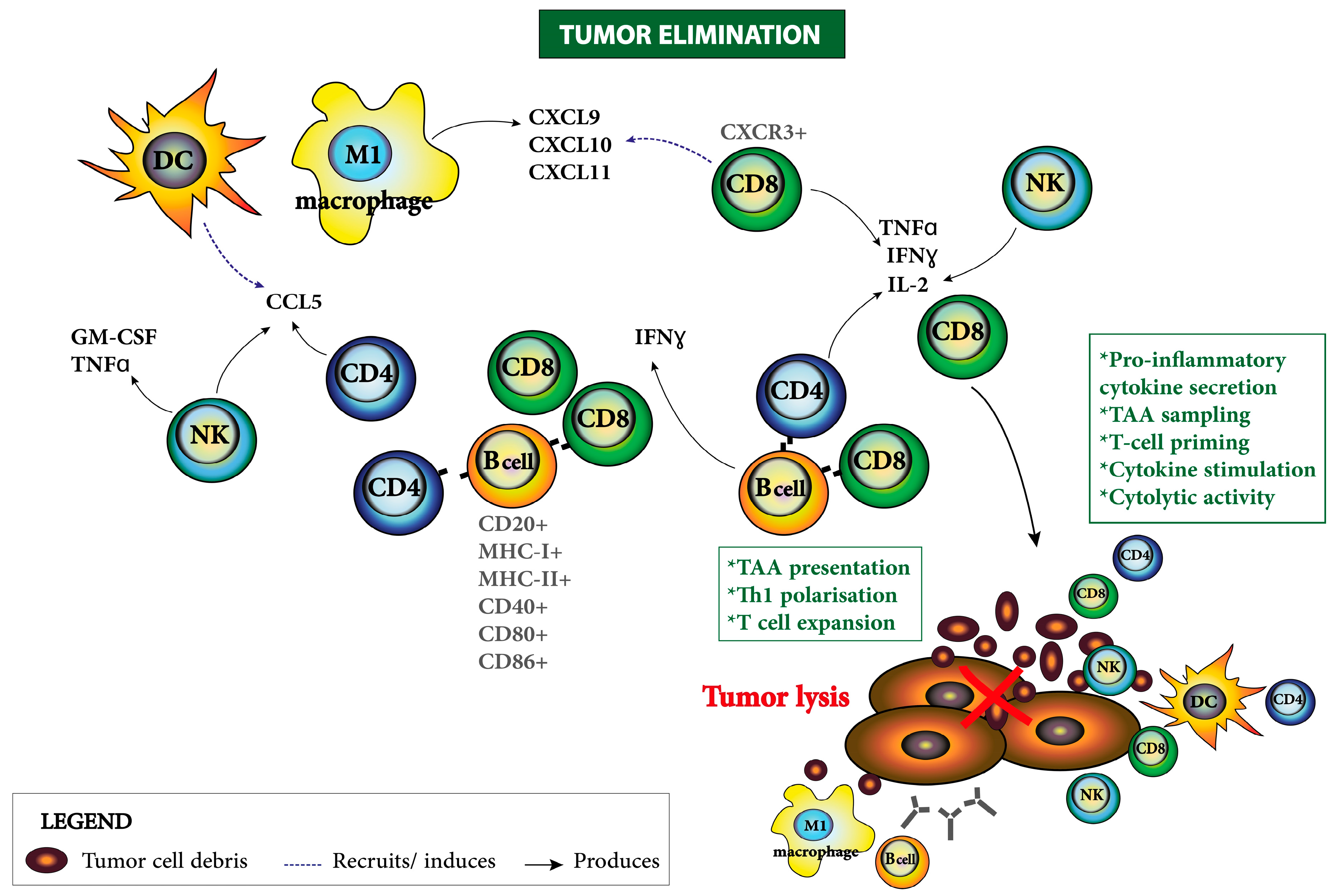 Cancers 10 00242 g001 Cancers 10 00242 g001