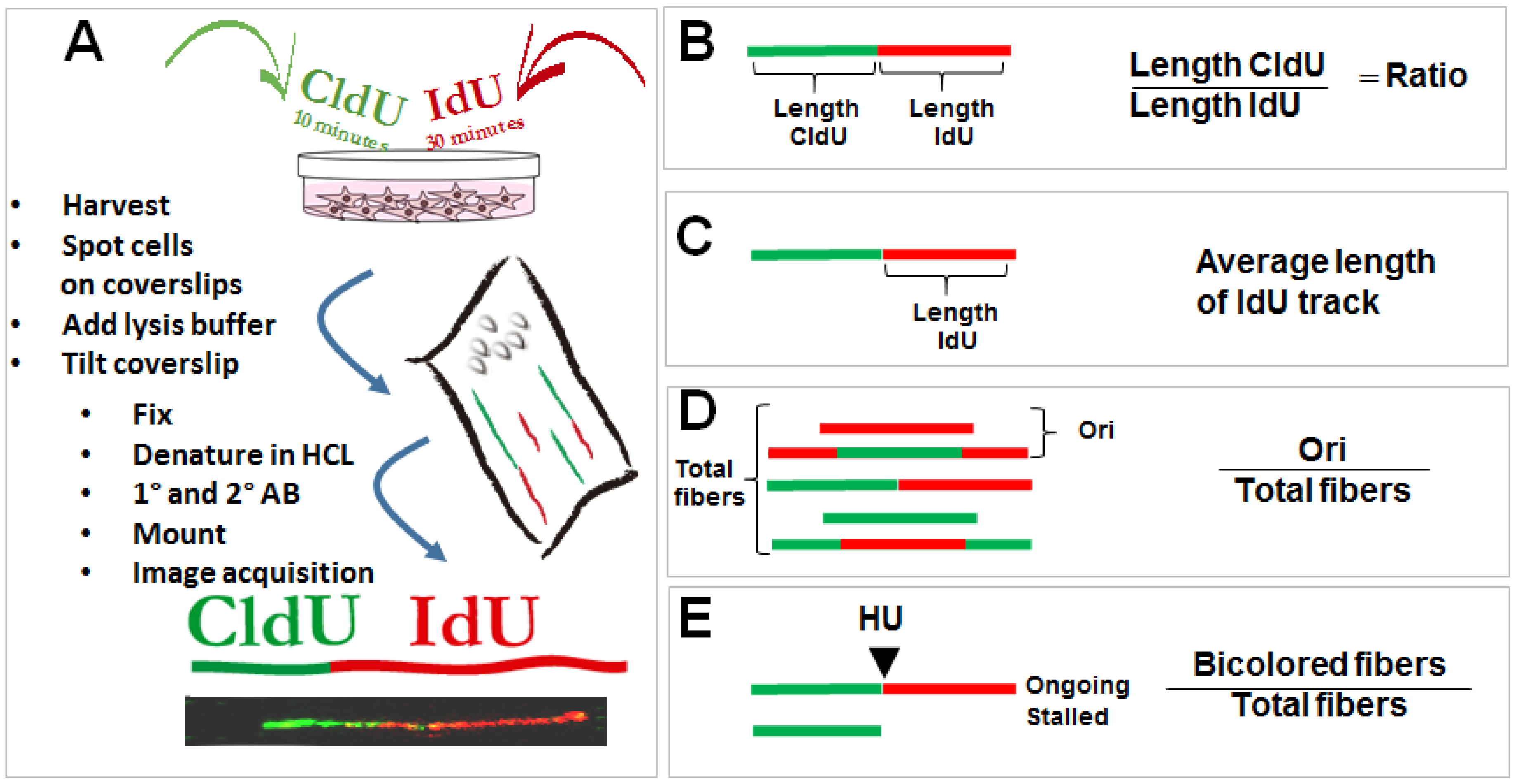 Cancers 10 00250 g001 Cancers 10 00250 g001