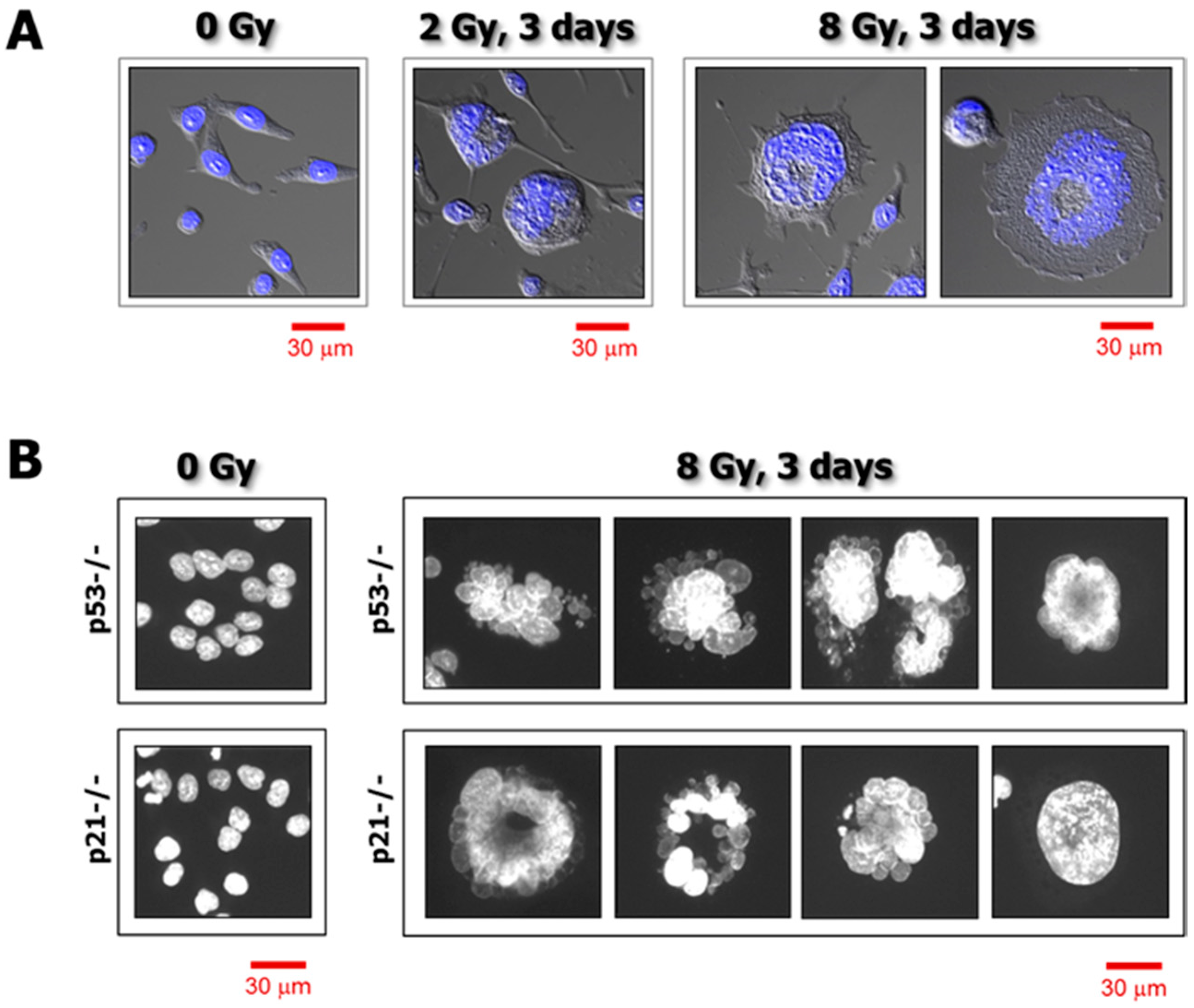 Cancers 10 00255 g001