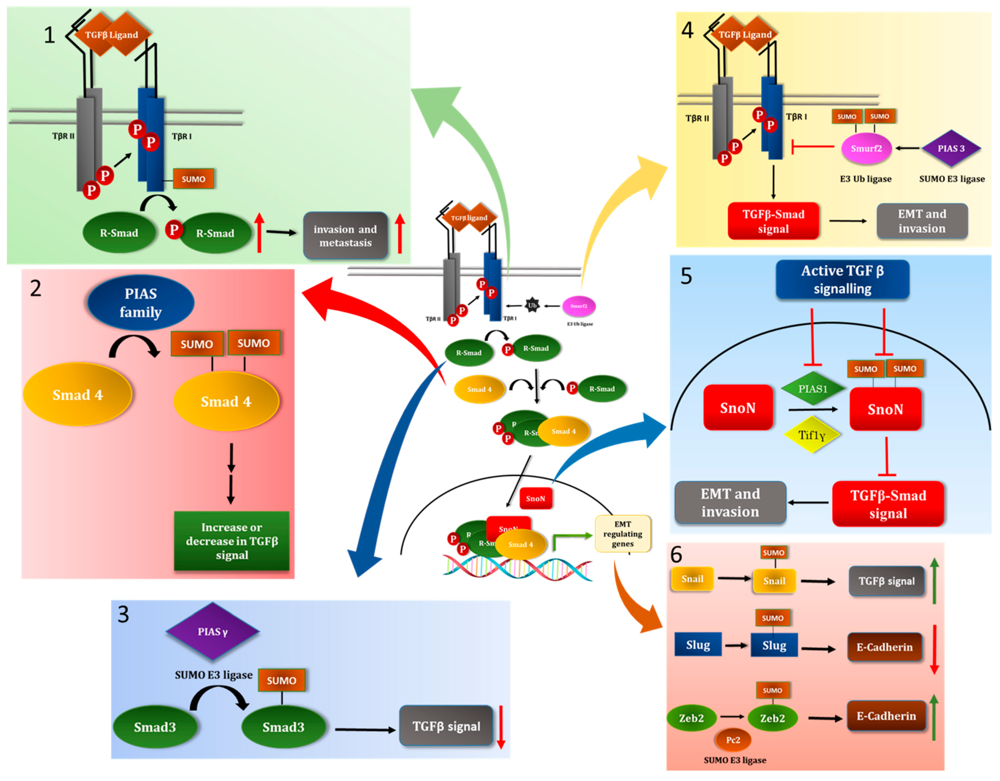 Cancers 10 00264 g003