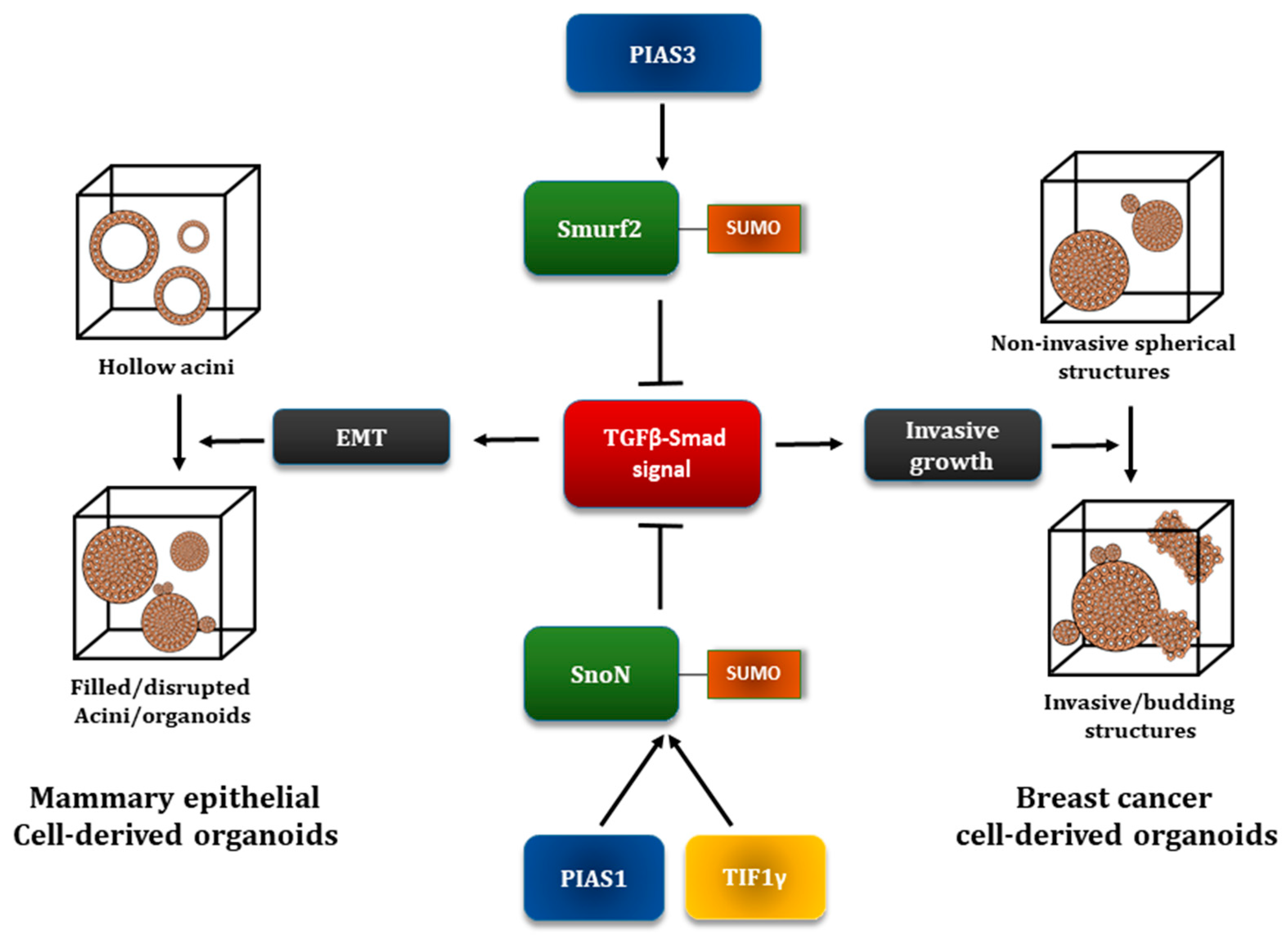 Cancers 10 00264 g004