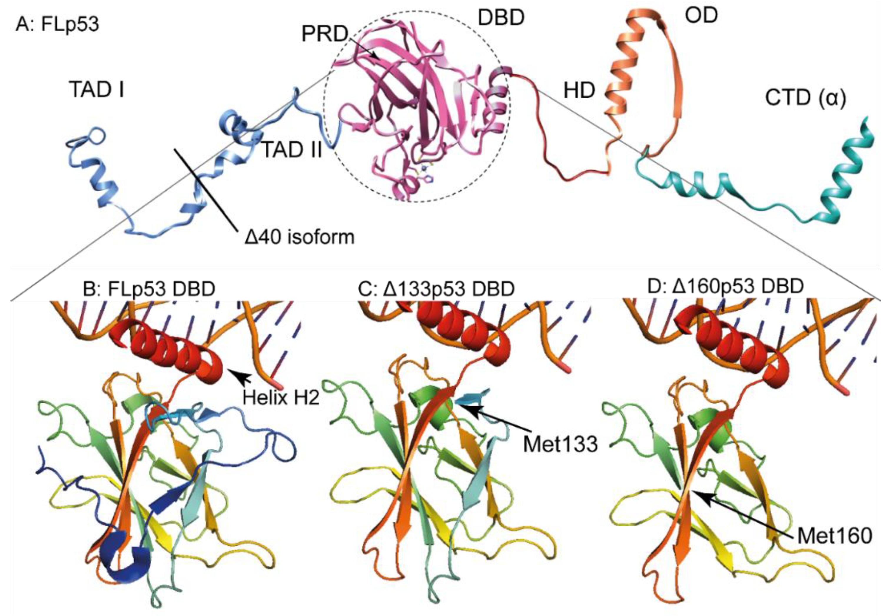 Cancers 10 00288 g002