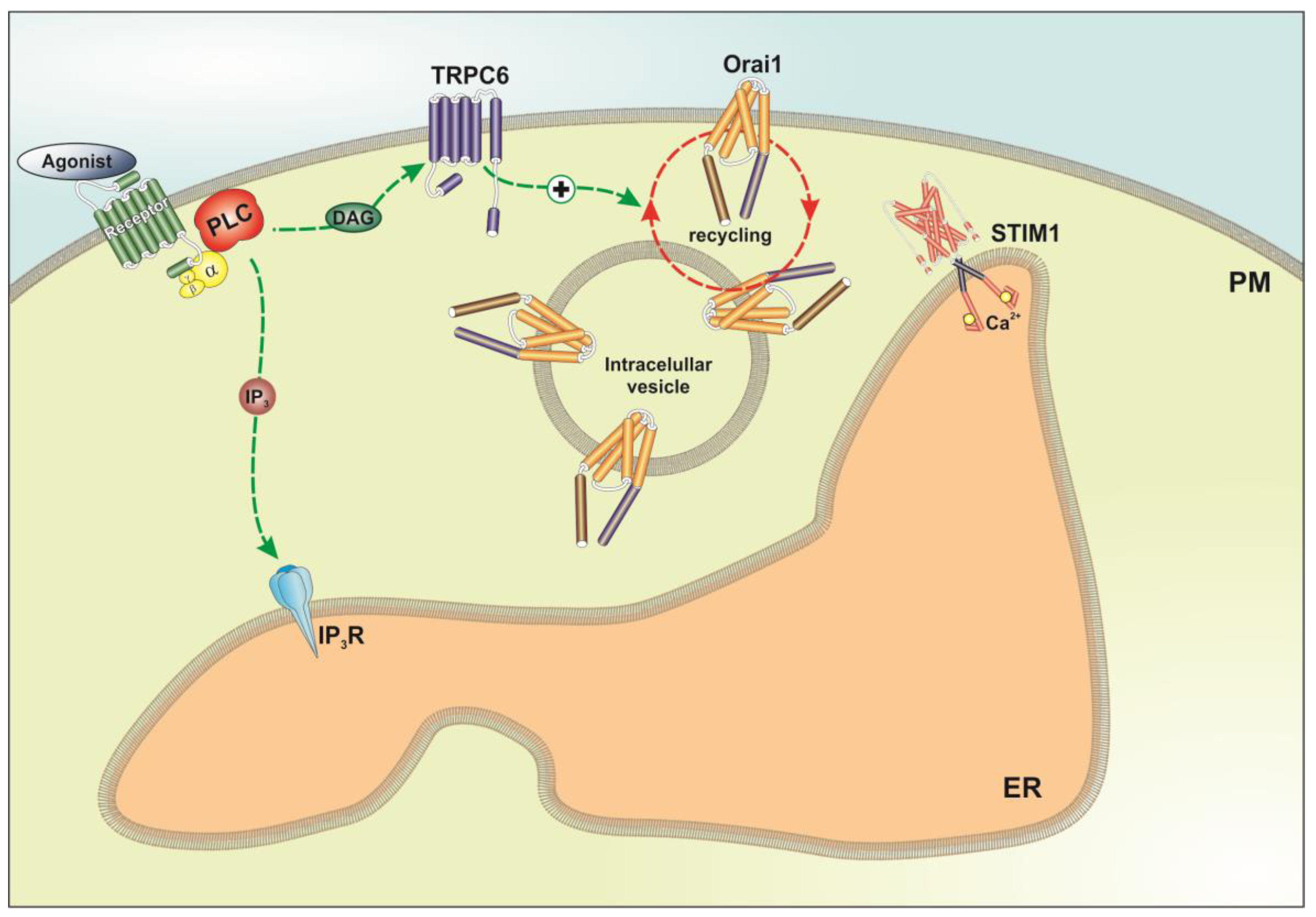 Cancers 10 00331 g007