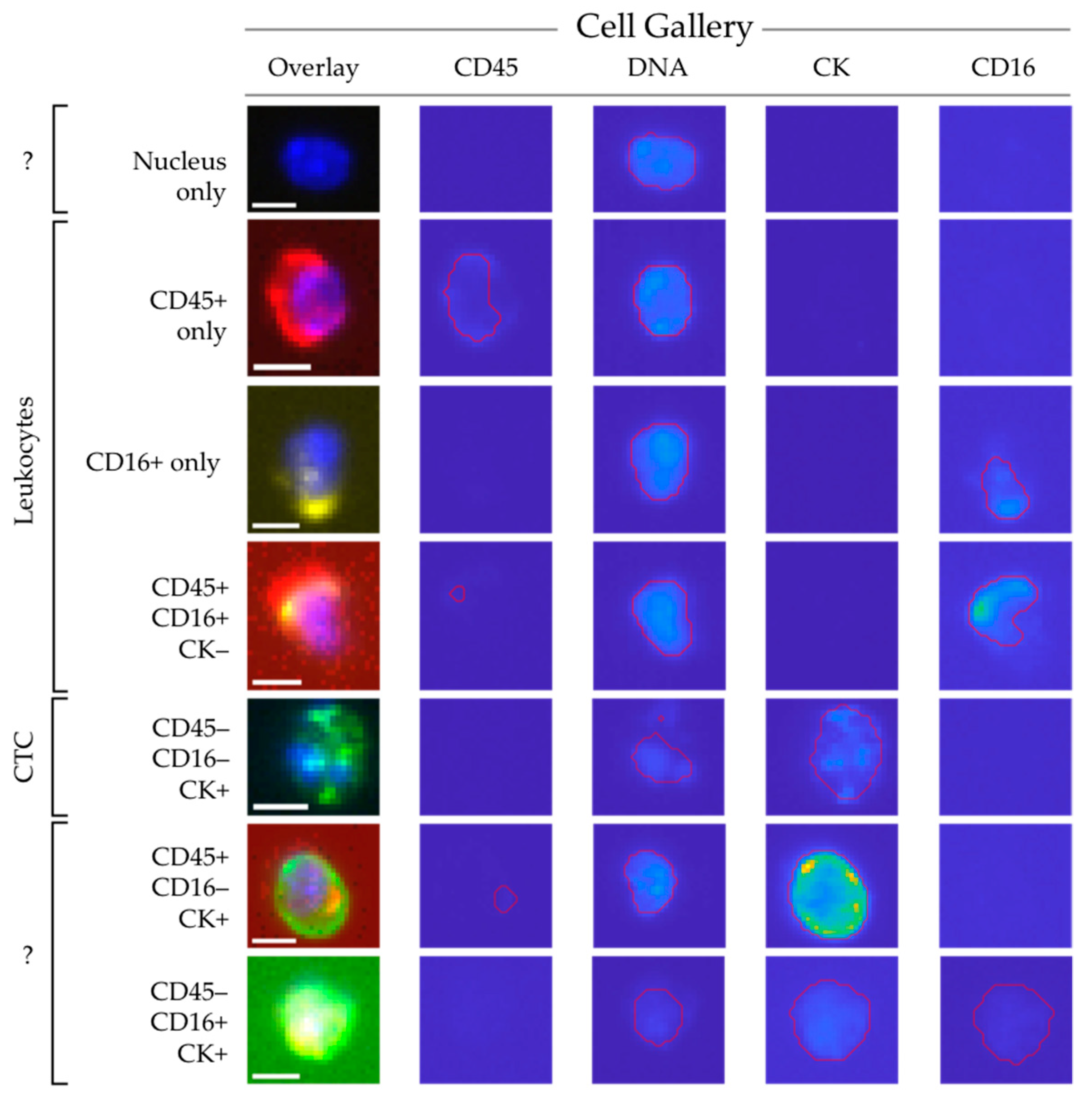 Cancers 10 00377 g004