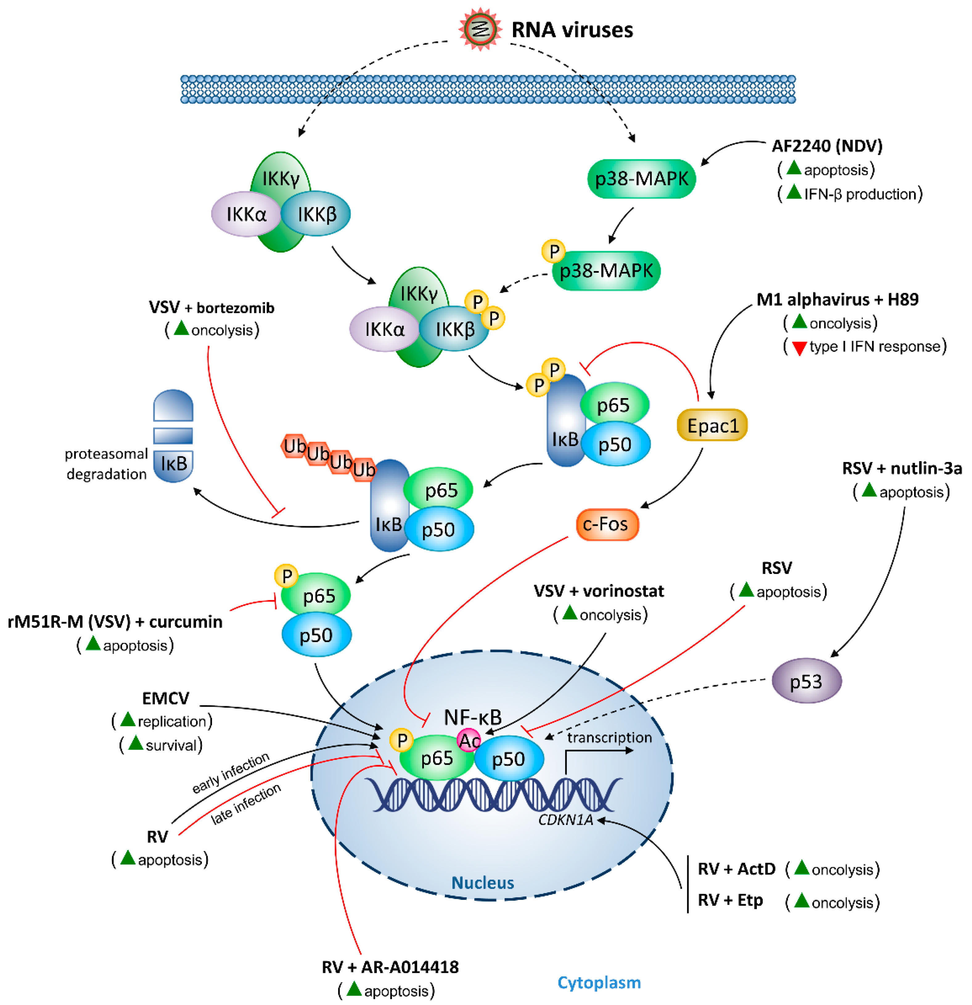 Cancers 10 00426 g003