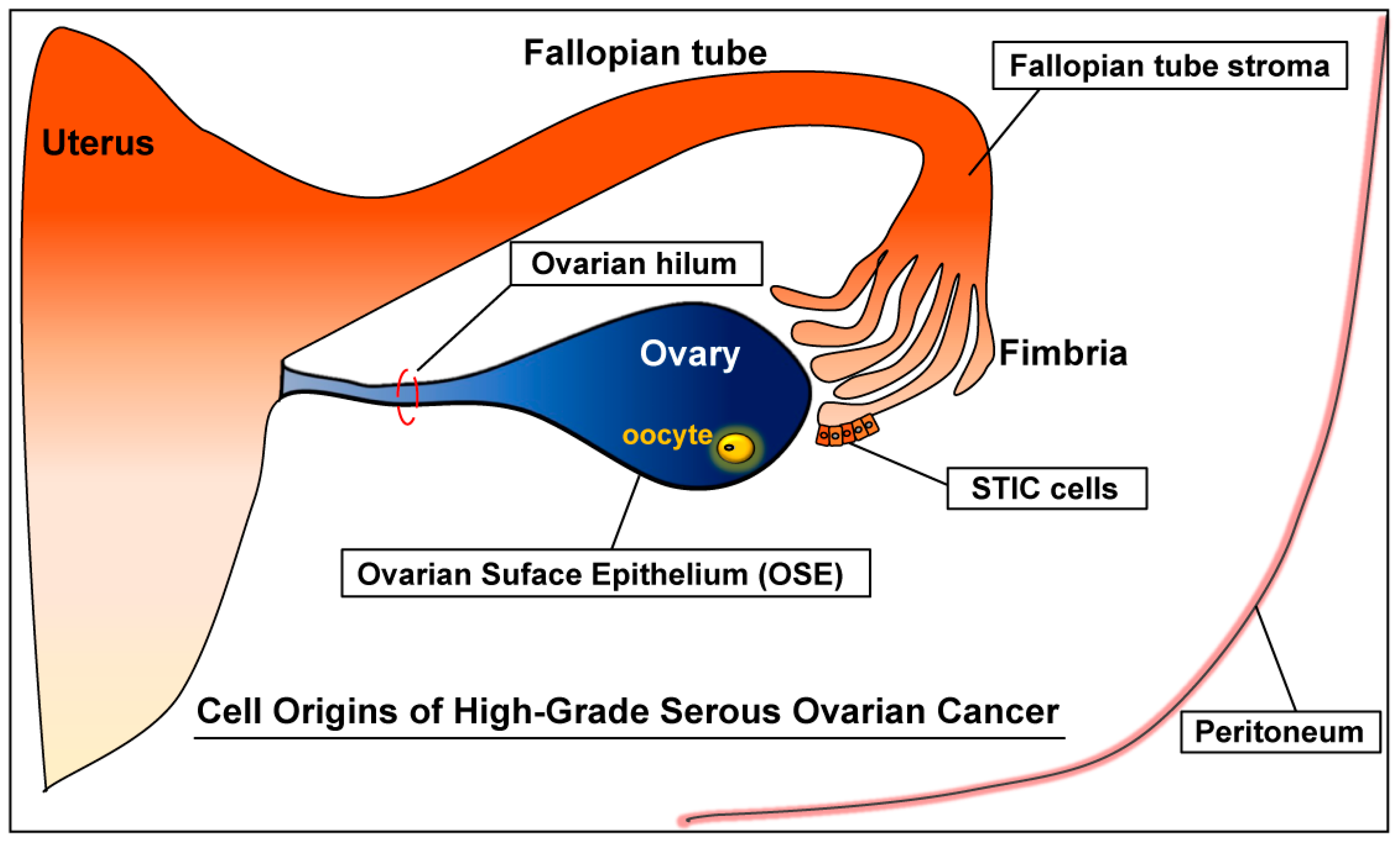 Cancers 10 00433 g001